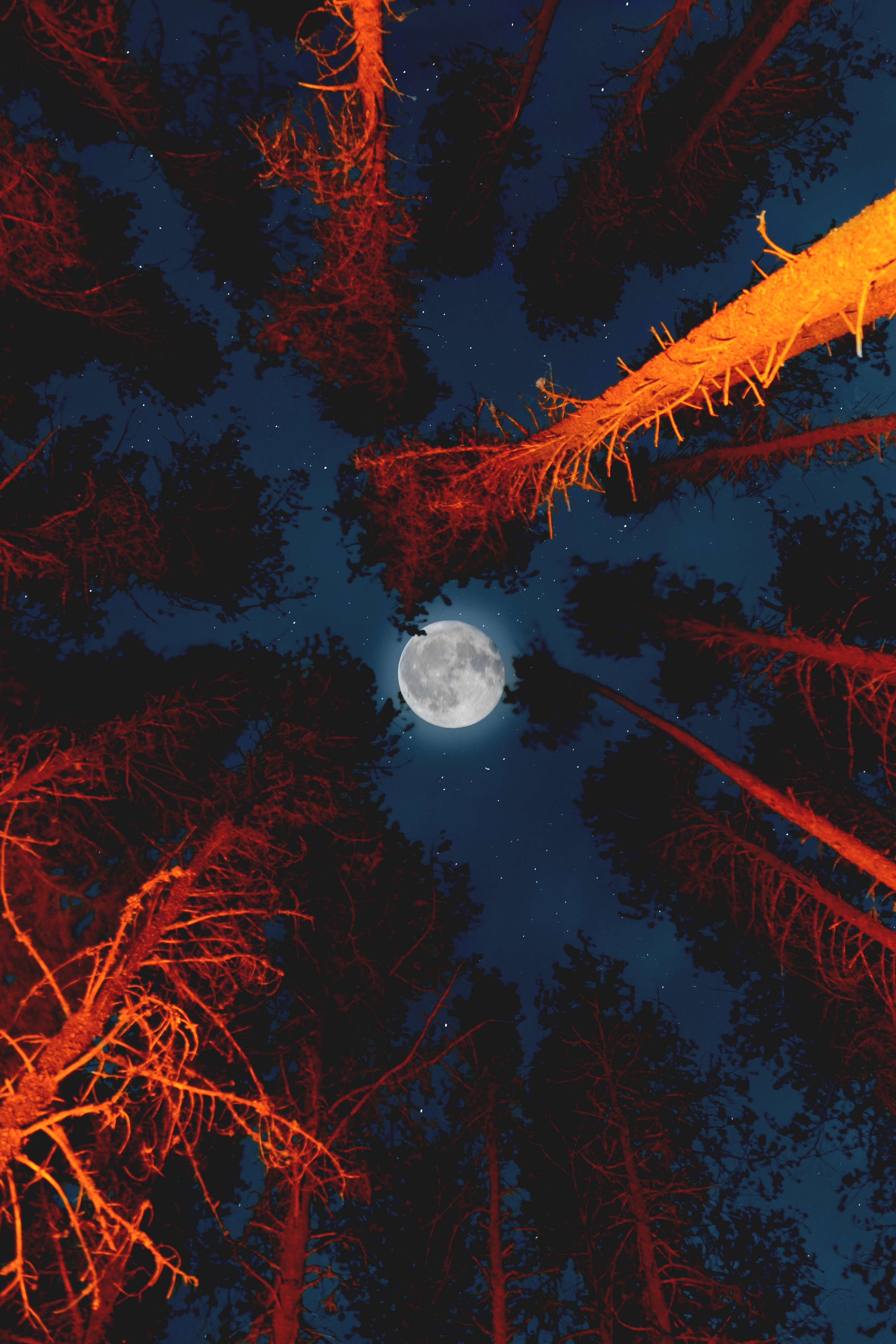 PC Wallpapers full moon, nature, trees, moon, shine, light, bottom view