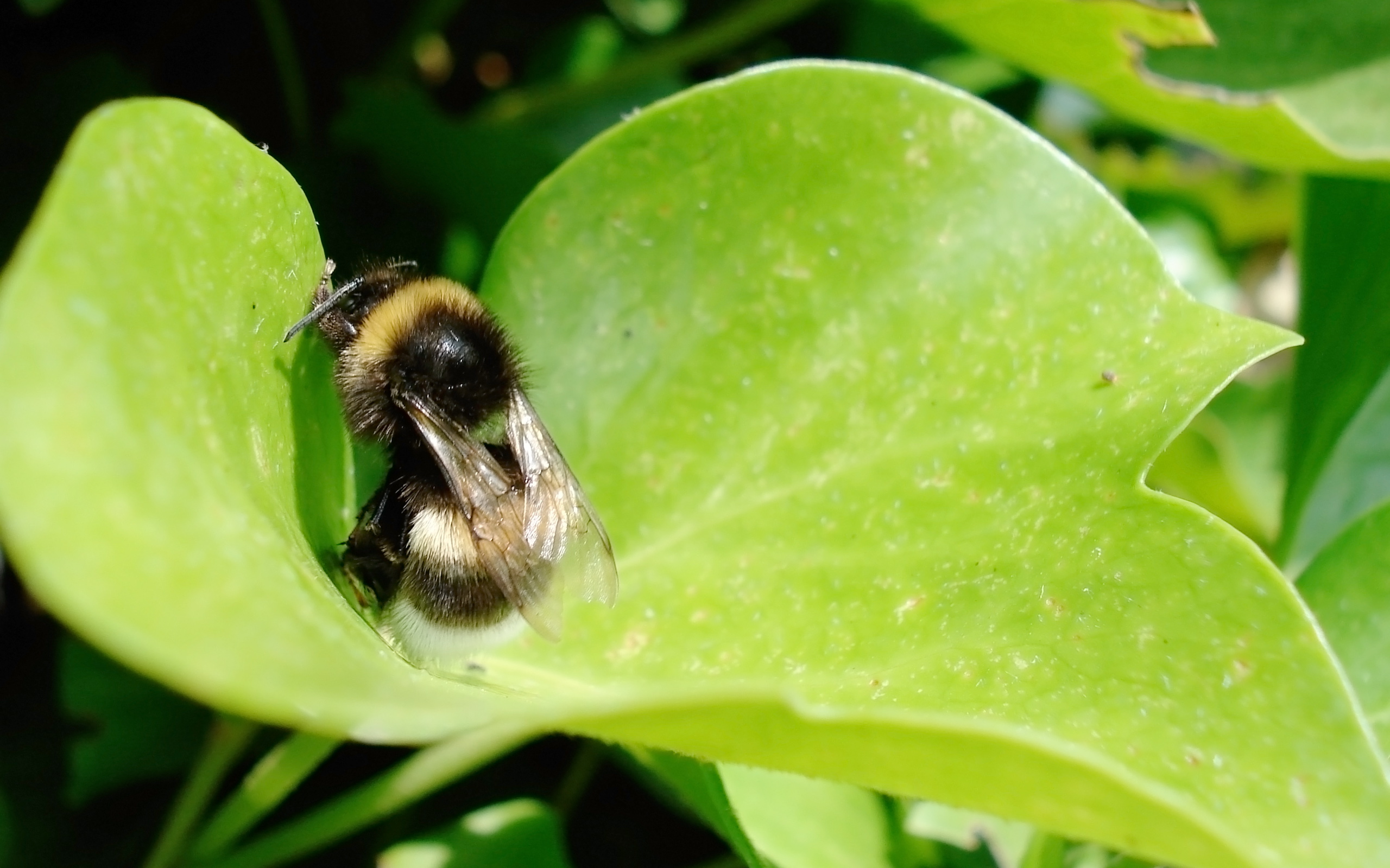 167185 baixar papel de parede animais, abelha, fechar se, folha, insetos - protetores de tela e imagens gratuitamente