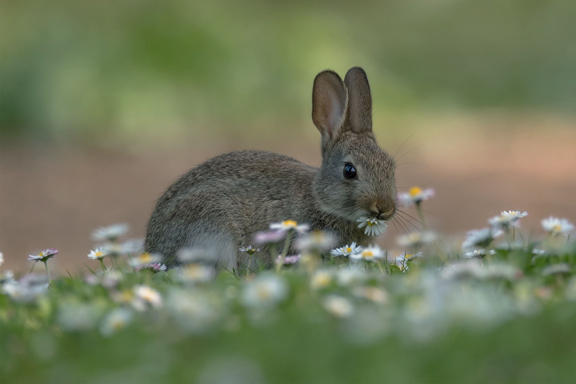 Download mobile wallpaper Animal, Chamomile, Hare for free.
