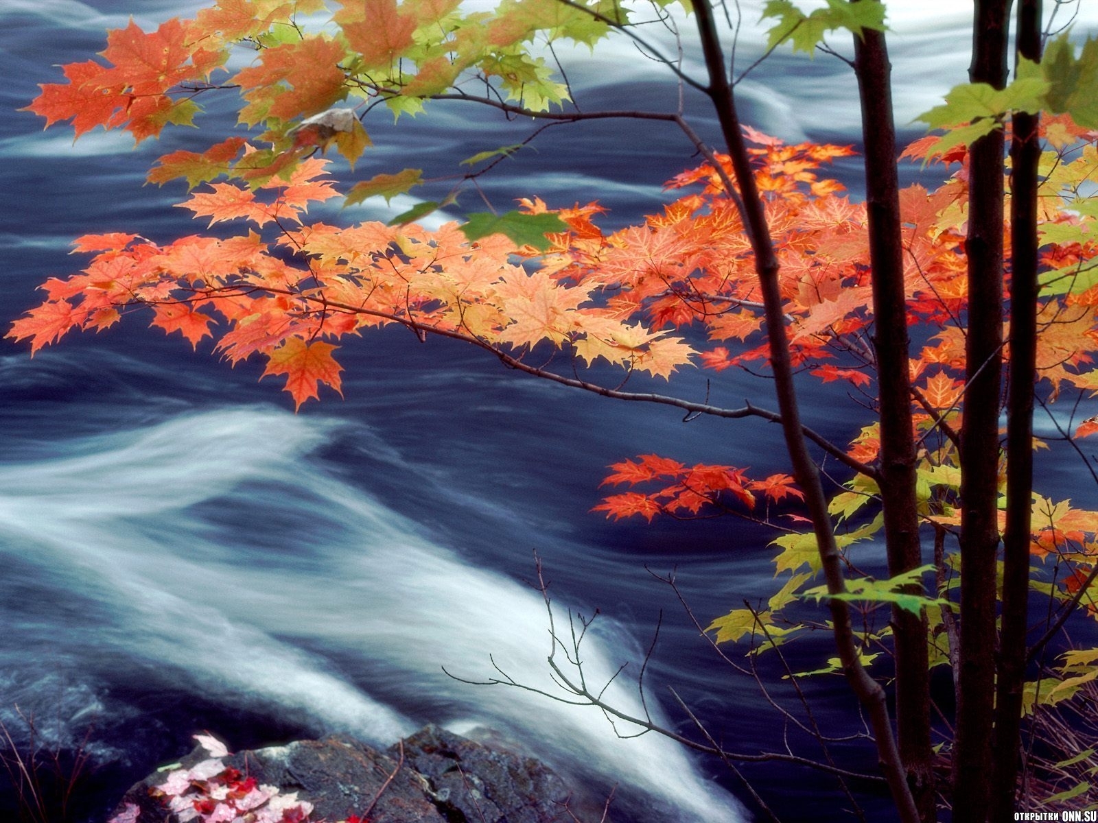 Скачать картинку Вода, Пейзаж, Листья, Осень в телефон бесплатно.