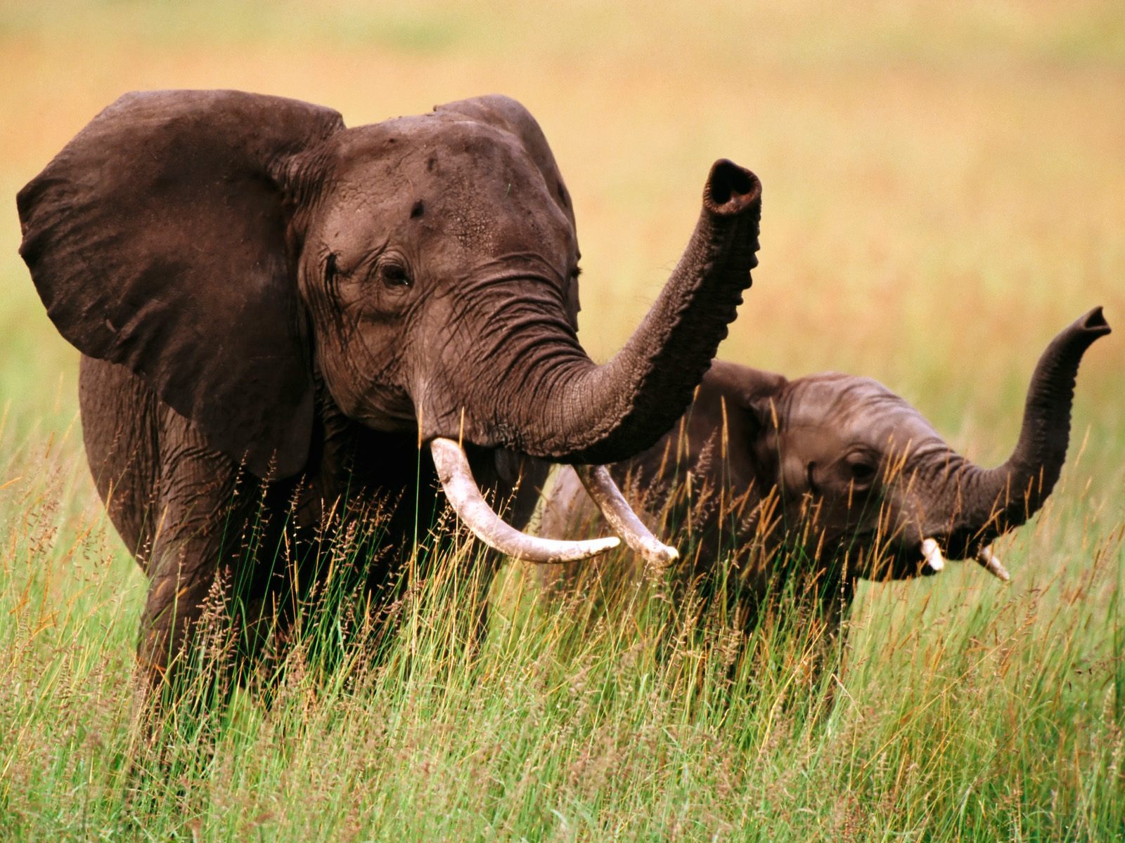 Скачать картинку Слоны, Животные в телефон бесплатно.
