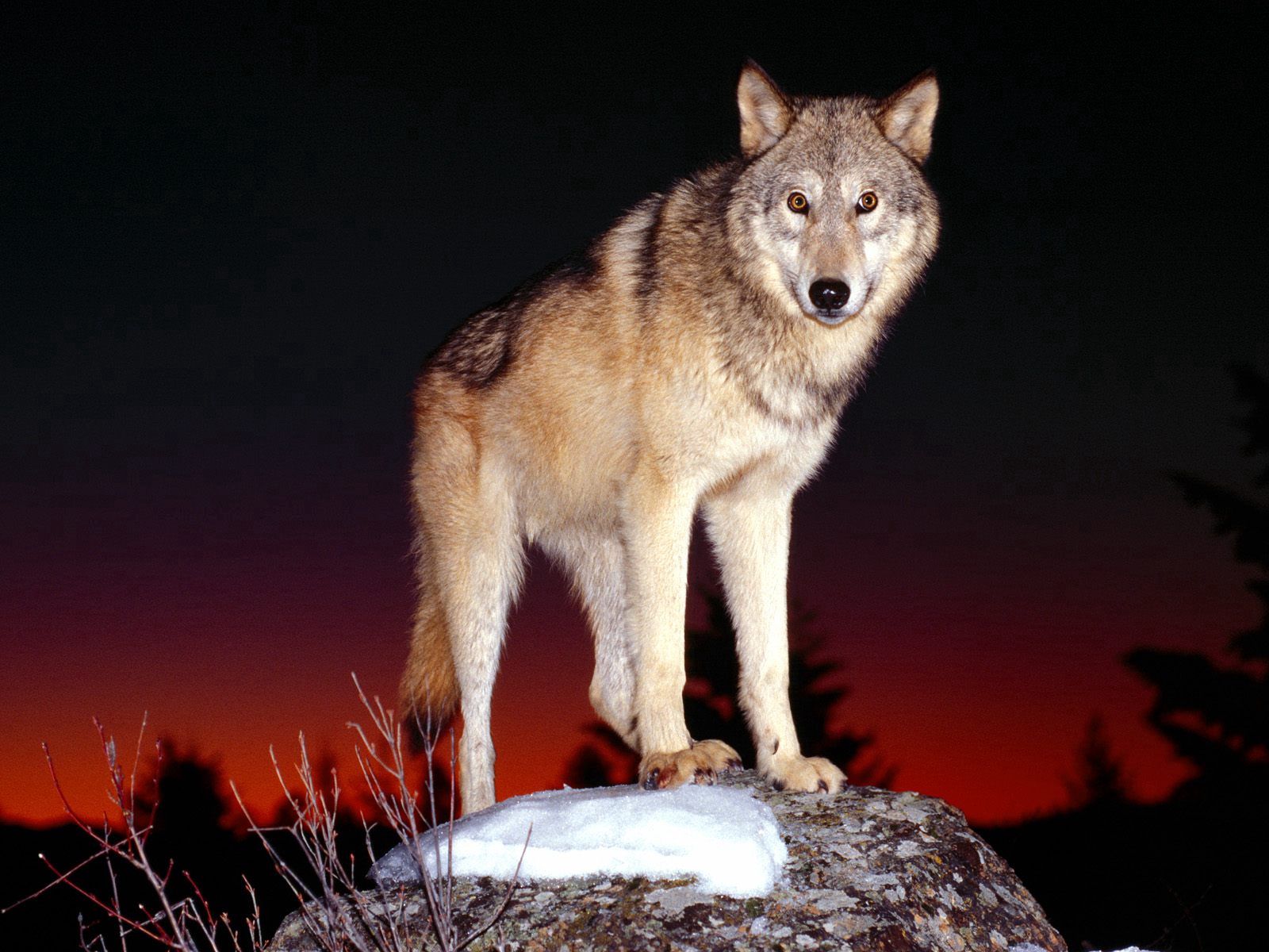 wolf, animals, night, dog, elevation