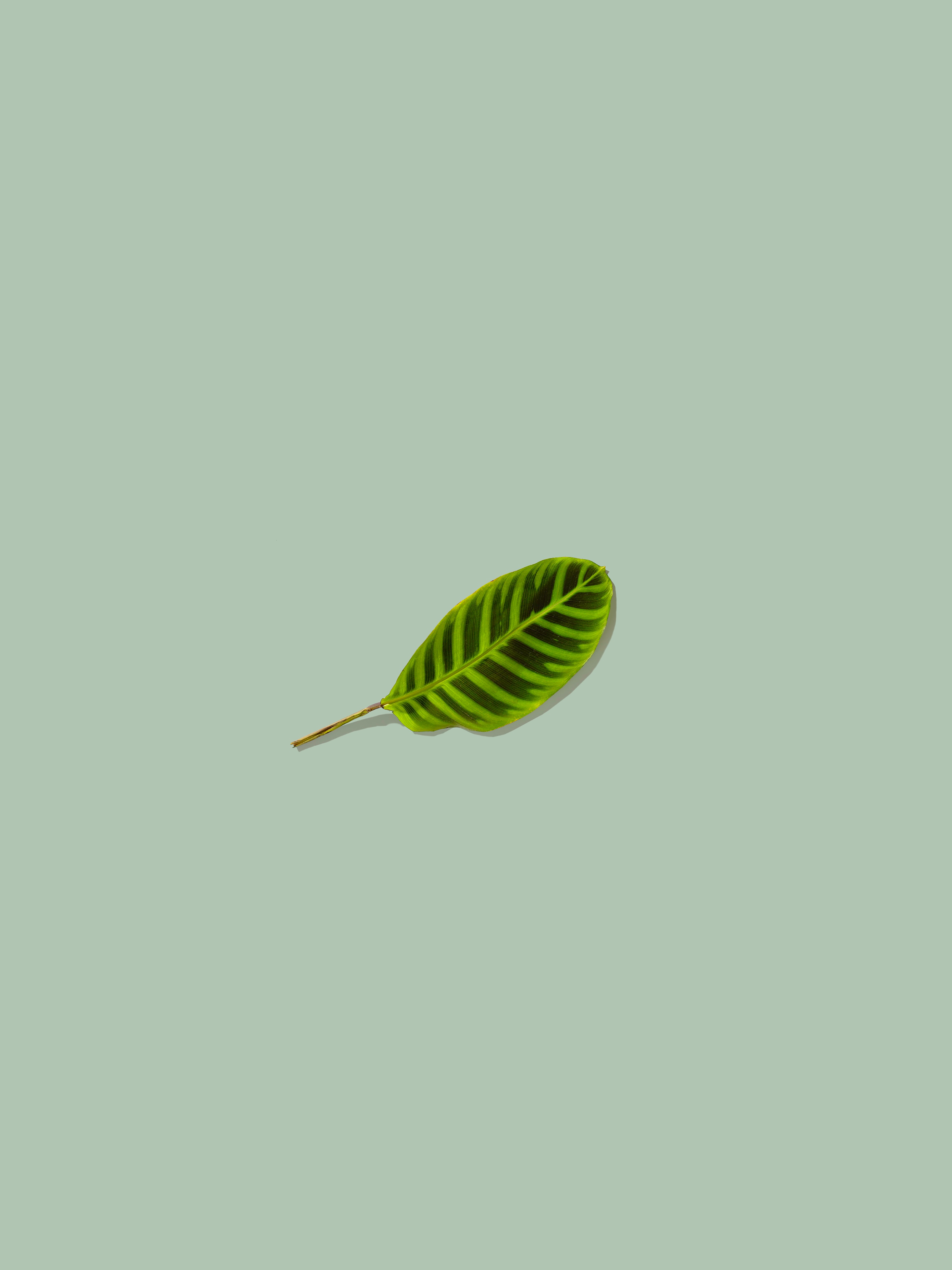 minimalism, green, leaflet download HD wallpaper