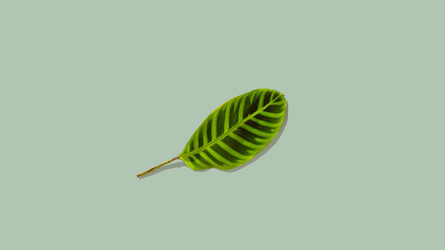 Зеленый узор с листьями Минимализм