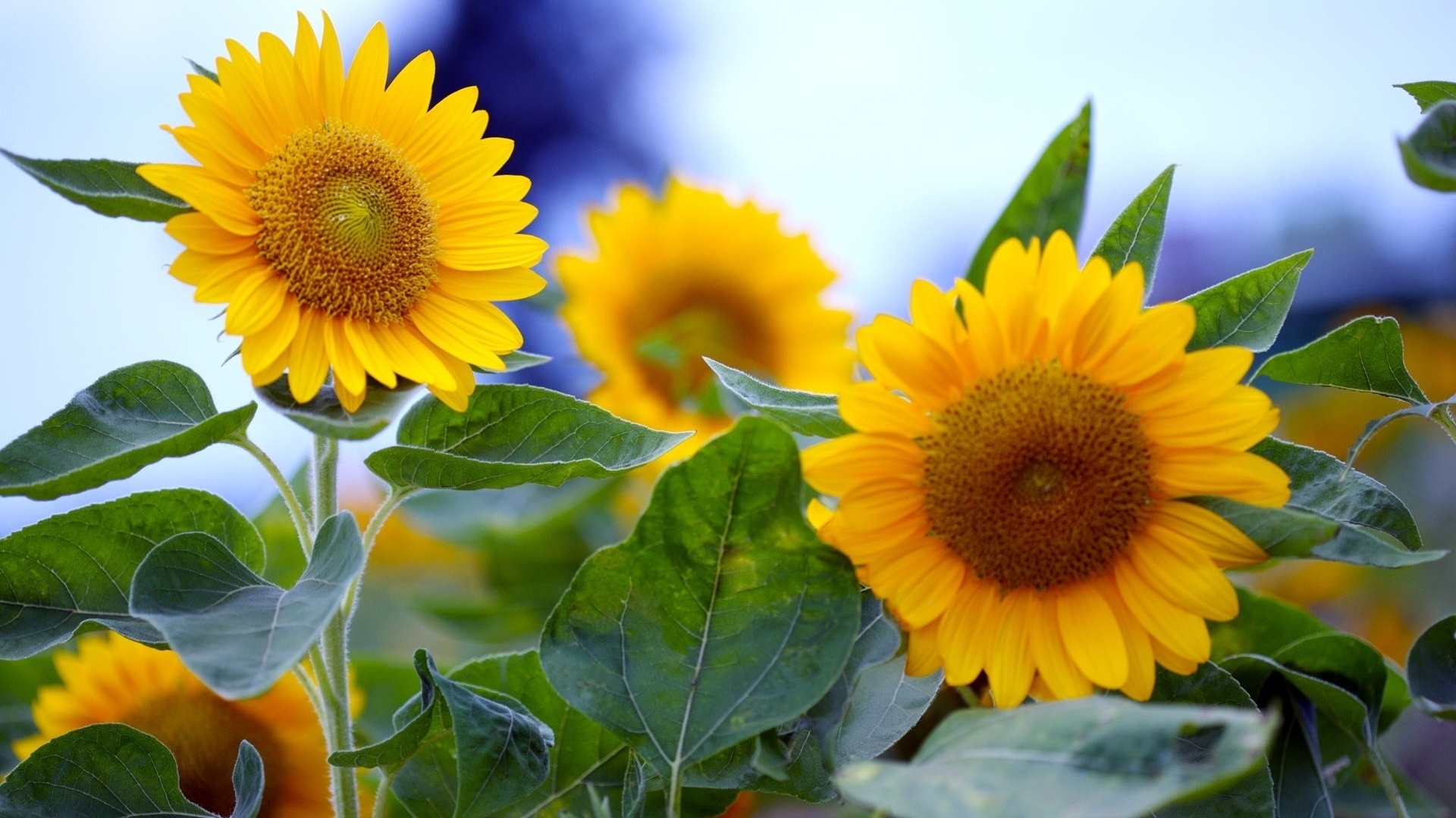 Sunflowers Flowers Field  Free photo on Pixabay  Pixabay