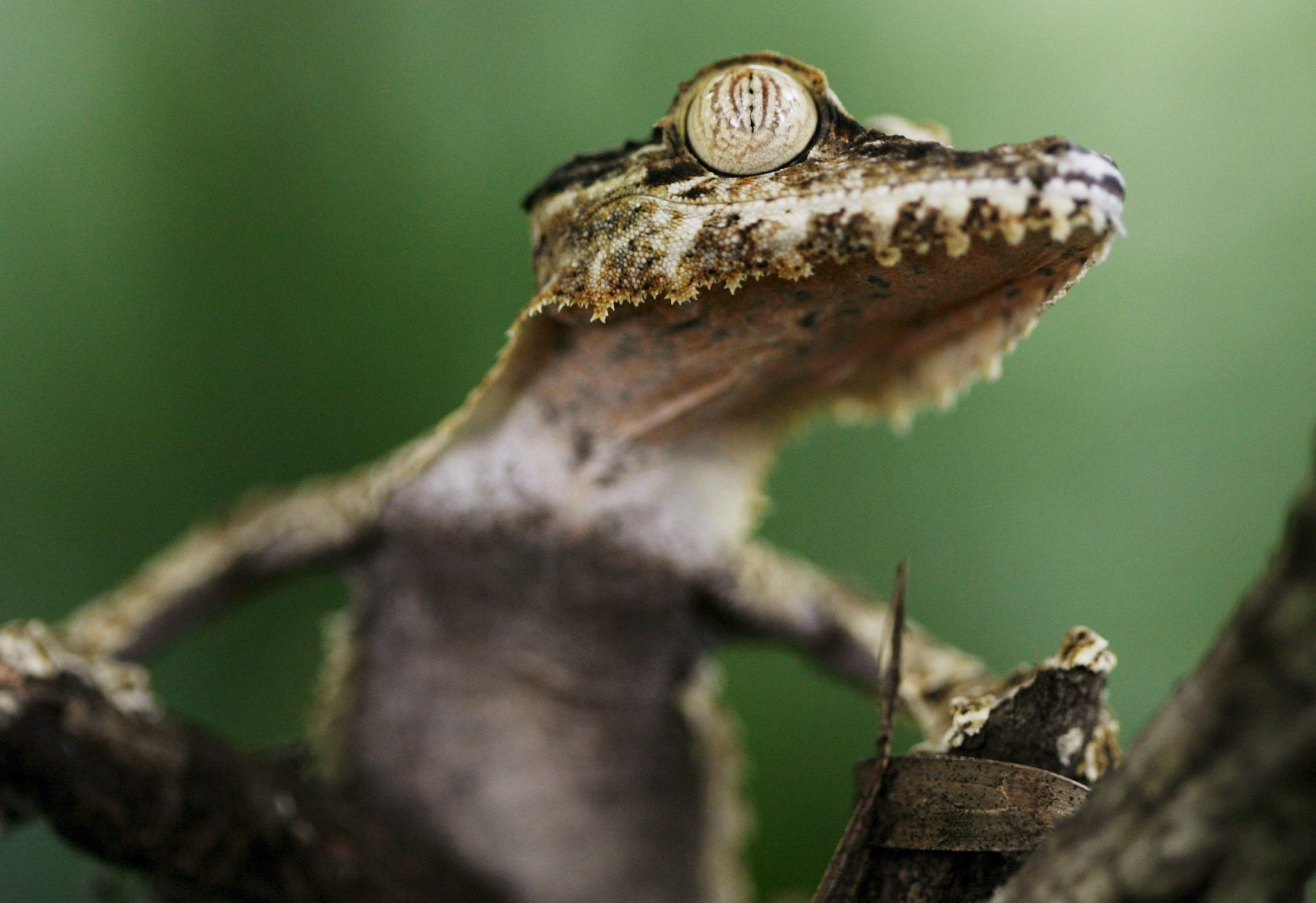 Laden Sie das Holz, Baum, Augen, Gecko, Gefährlich, Tiere-Bild kostenlos auf Ihren PC-Desktop herunter