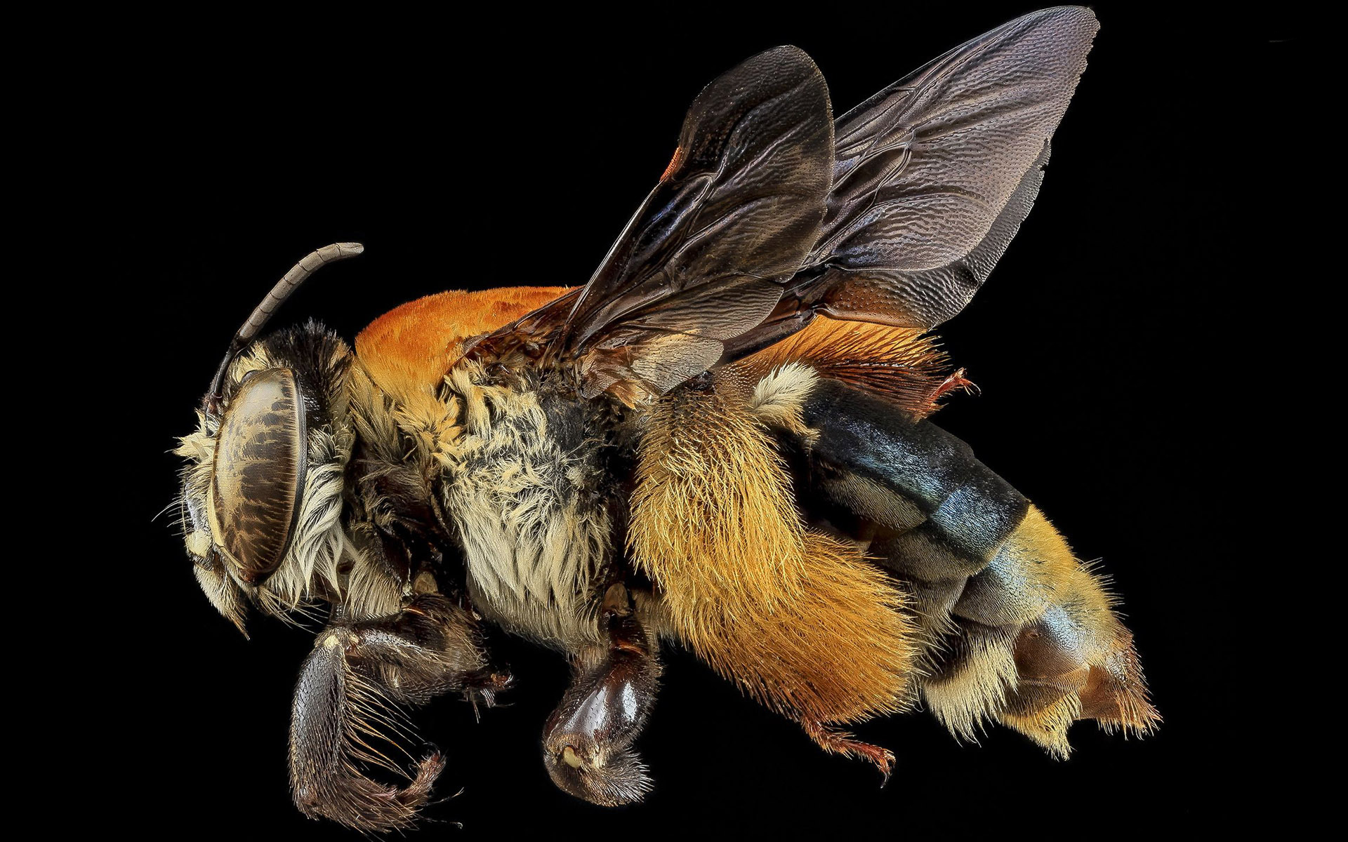 325364 下載圖片 动物, 蜜蜂, 昆虫 - 免費壁紙和屏保