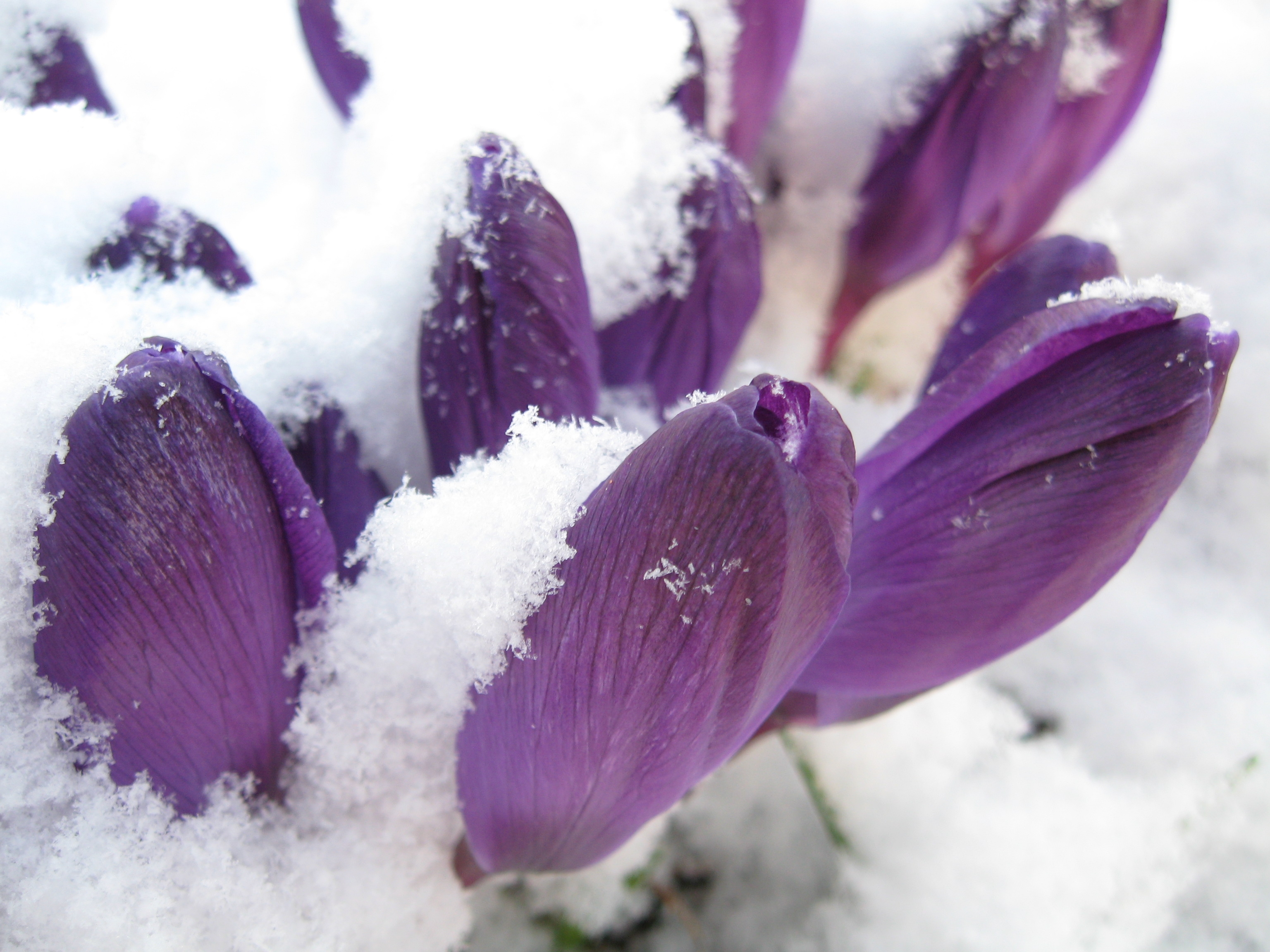 Laden Sie das Schneeglöckchen, Lila, Snowdrop, Blumen, Frühling-Bild kostenlos auf Ihren PC-Desktop herunter