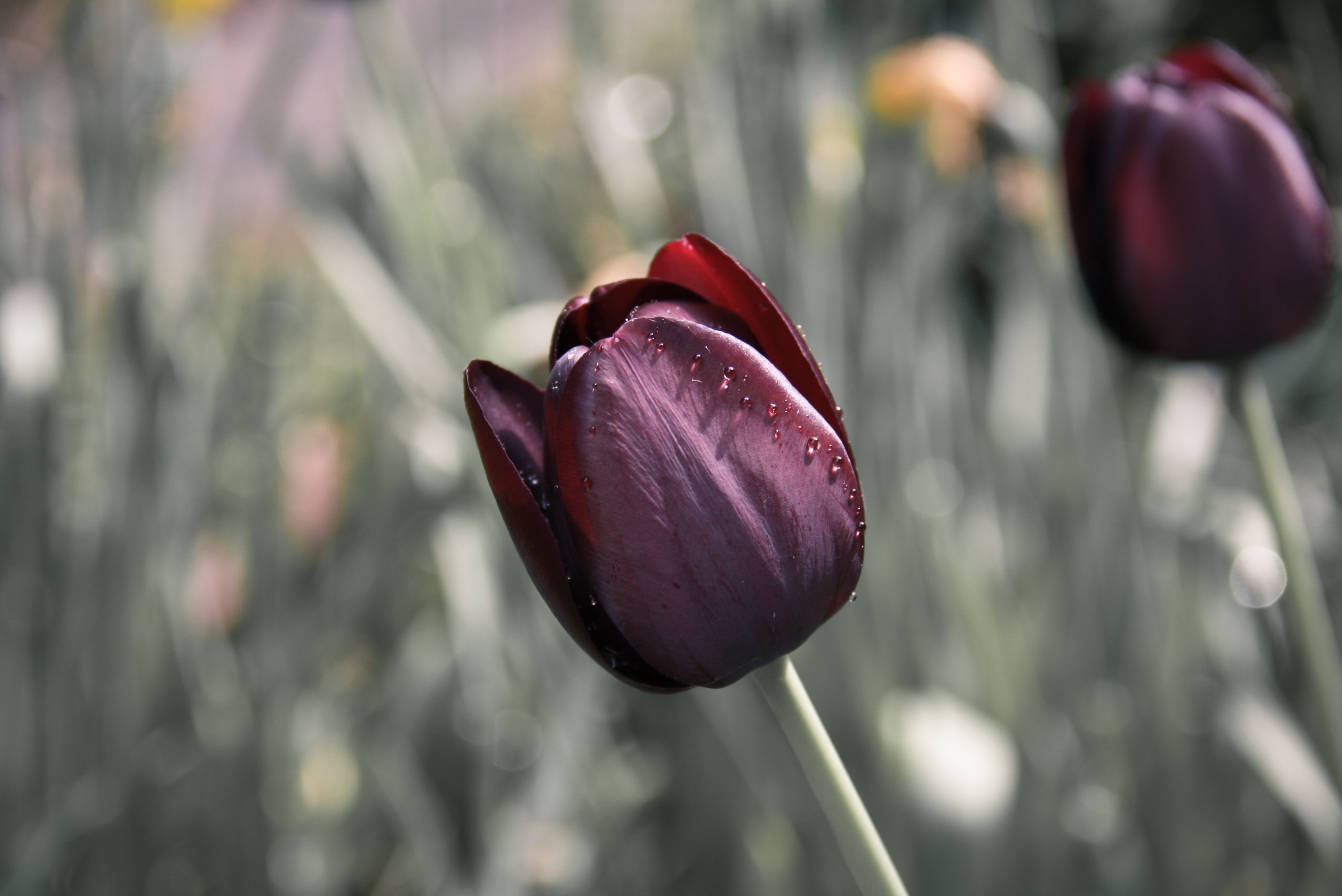 150425 Bildschirmschoner und Hintergrundbilder Tulip auf Ihrem Telefon. Laden Sie  Bilder kostenlos herunter