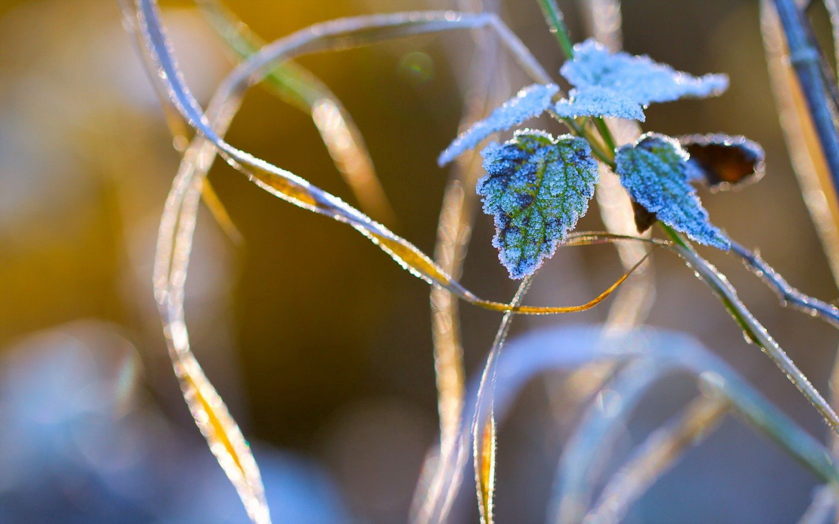 New Lock Screen Wallpapers nature, grass, macro, frost, hoarfrost