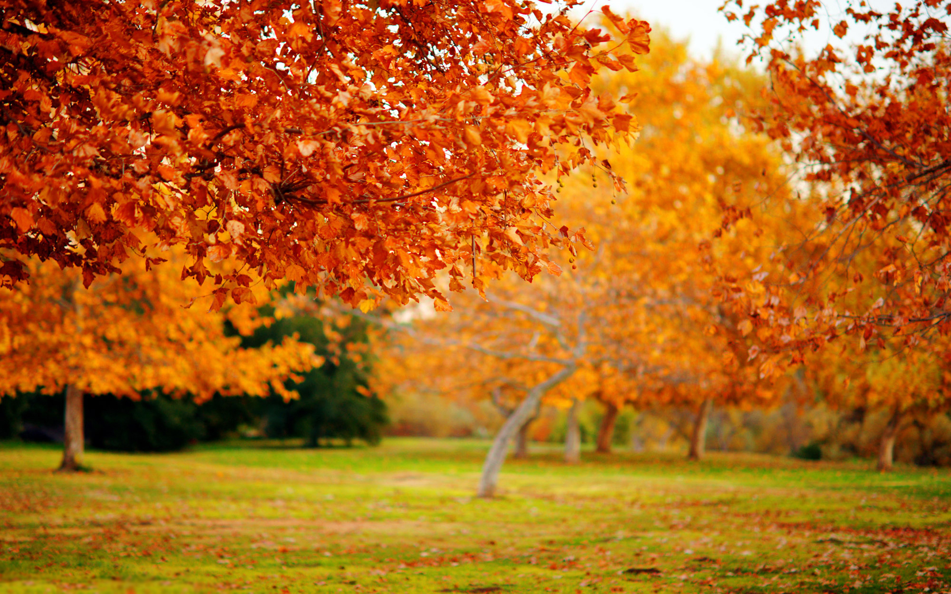 vertical wallpaper autumn, landscape, trees, leaves, orange