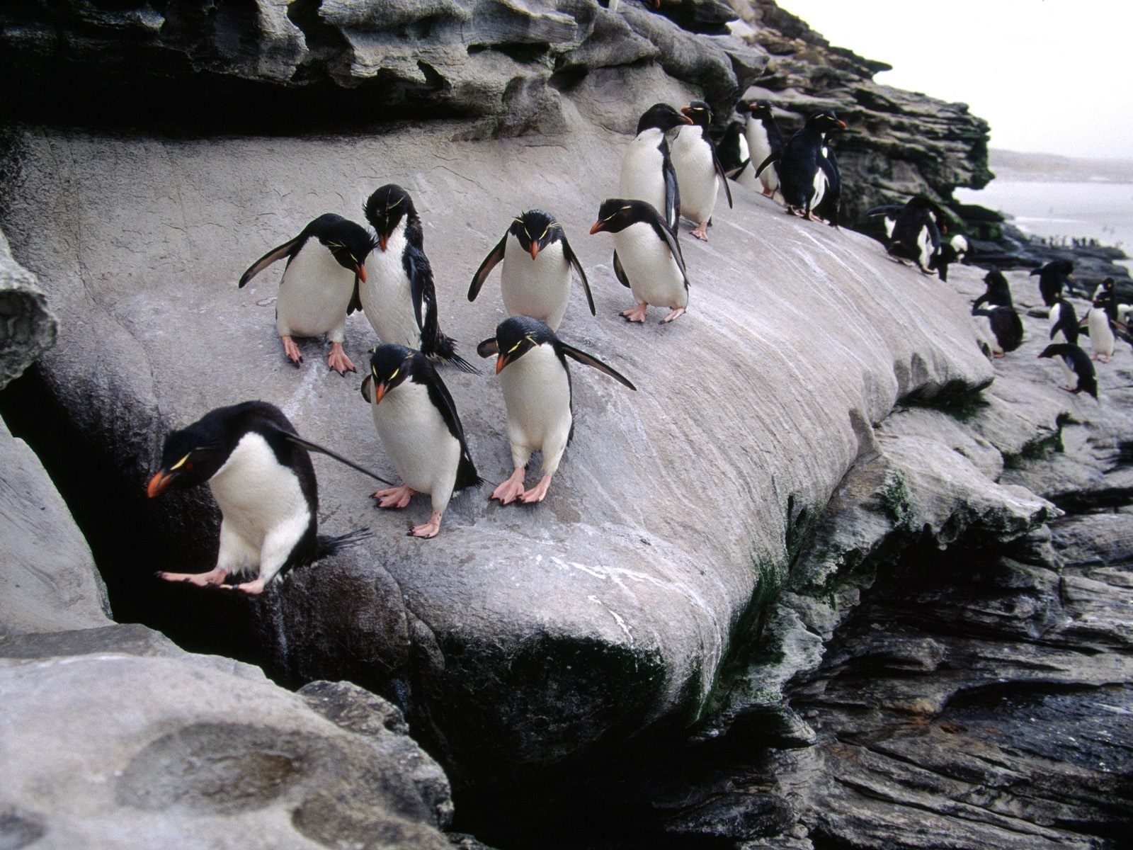 Mobile wallpaper pinguins, animals, gray