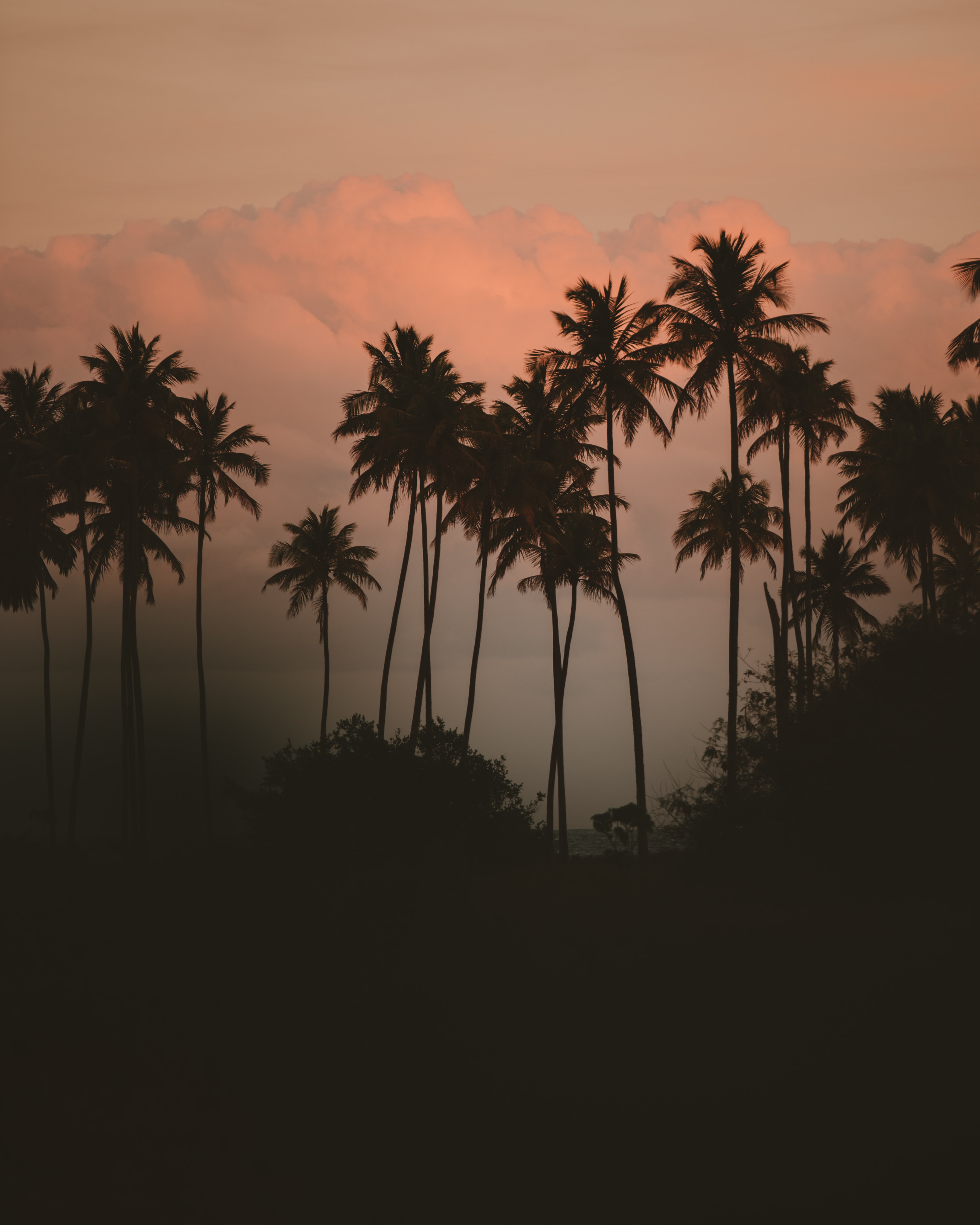 palm, nature, bush, dark, fog iphone wallpaper
