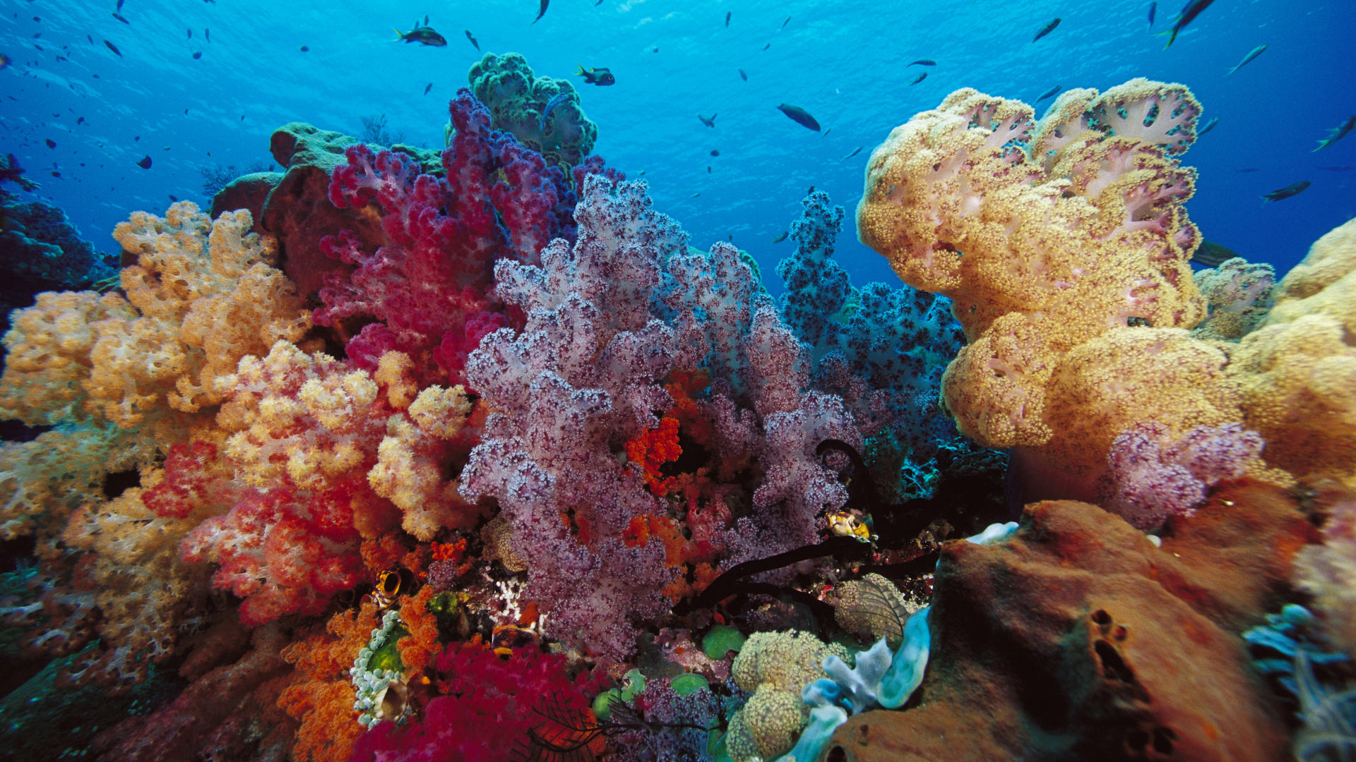 HD wallpaper nature, animal, sea life, fish, ocean, reef