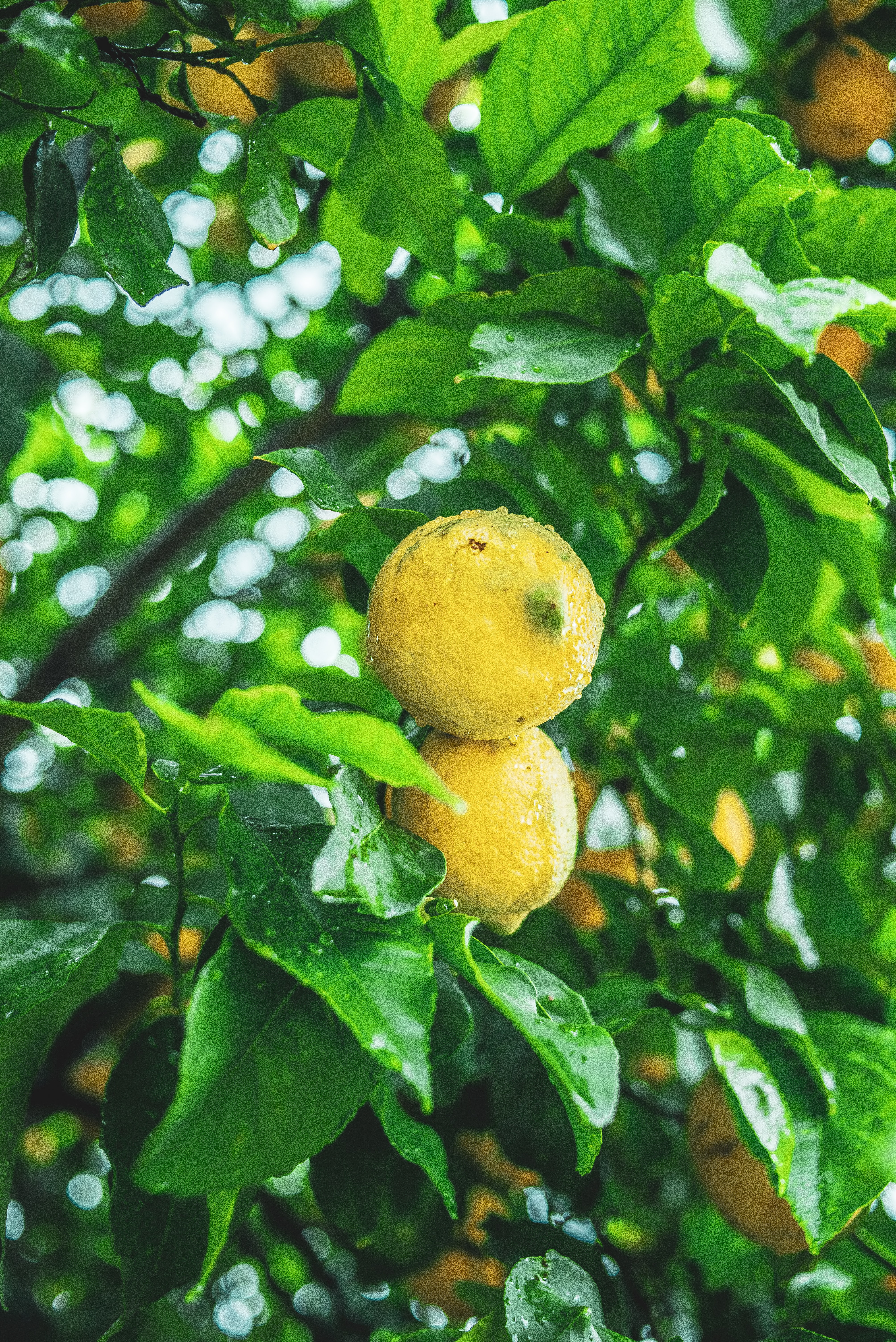 53215 скачать картинку цитрус, плоды, ветка, природа, лимоны, мокрый, желтый - обои и заставки бесплатно