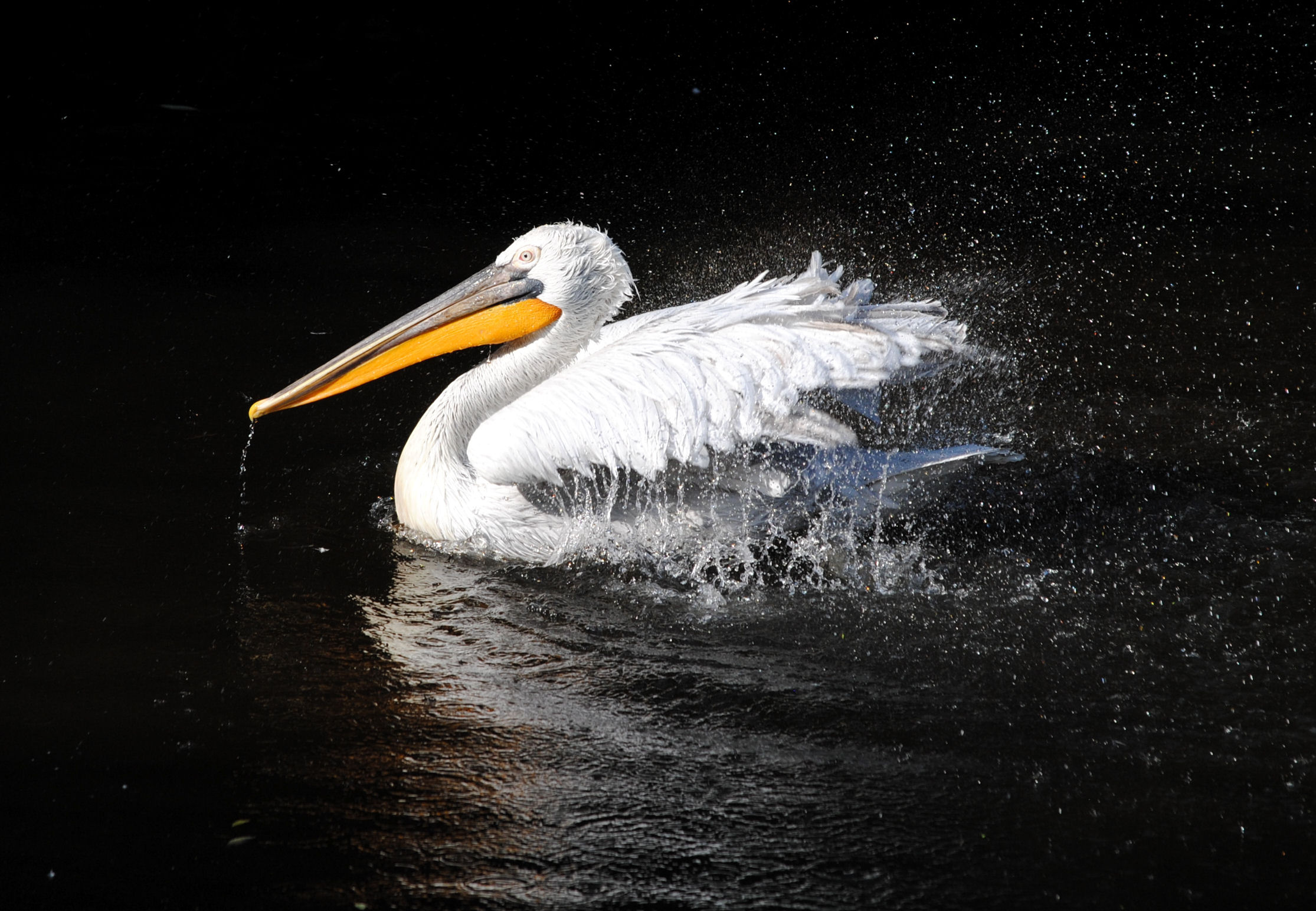 247684 Hintergrundbild herunterladen tiere, pelikan, vögel - Bildschirmschoner und Bilder kostenlos