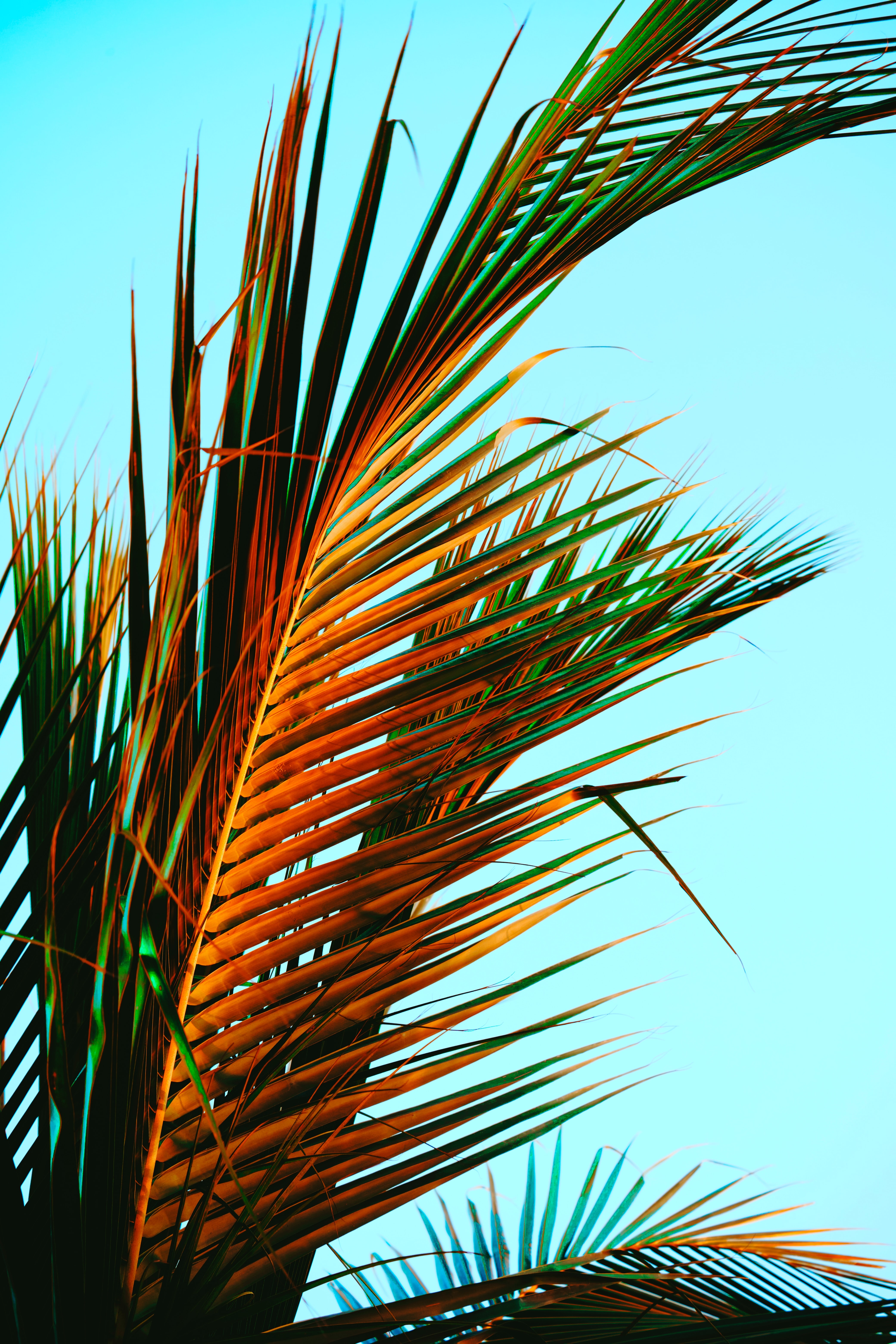 palm, nature, leaves, tropics, palm leaves HD wallpaper
