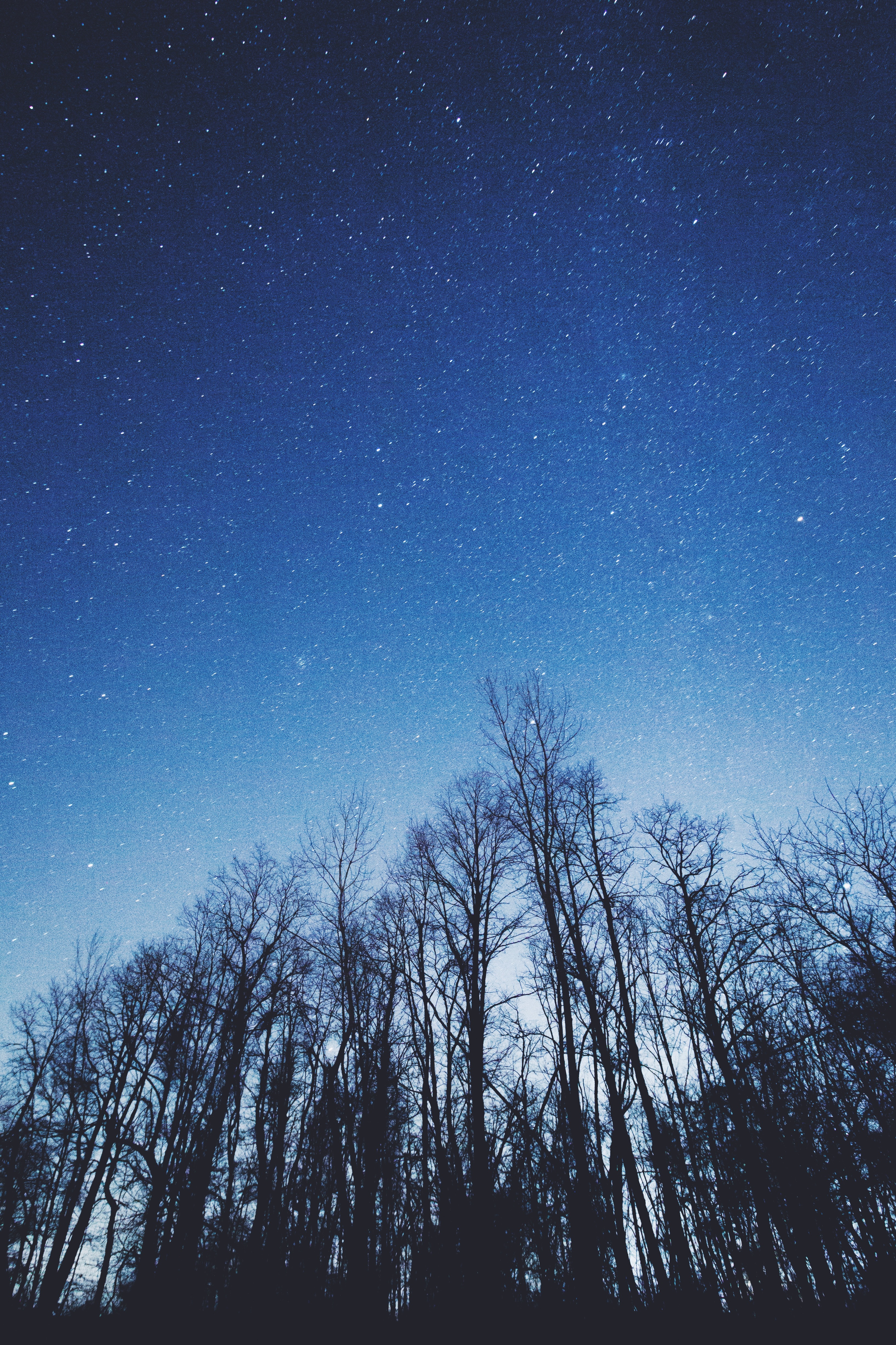 Скачать картинку Небо, Природа, Деревья, Ночь, Звездное Небо в телефон бесплатно.