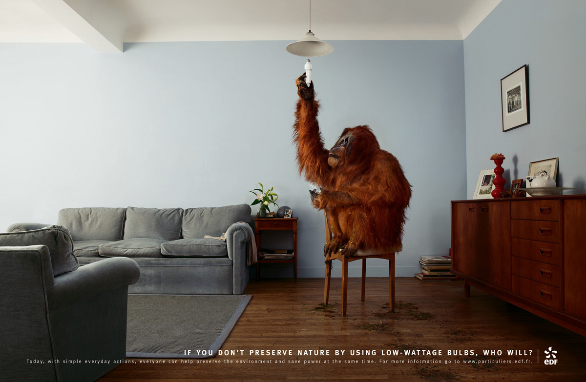 humor, animal, monkey, orangutan