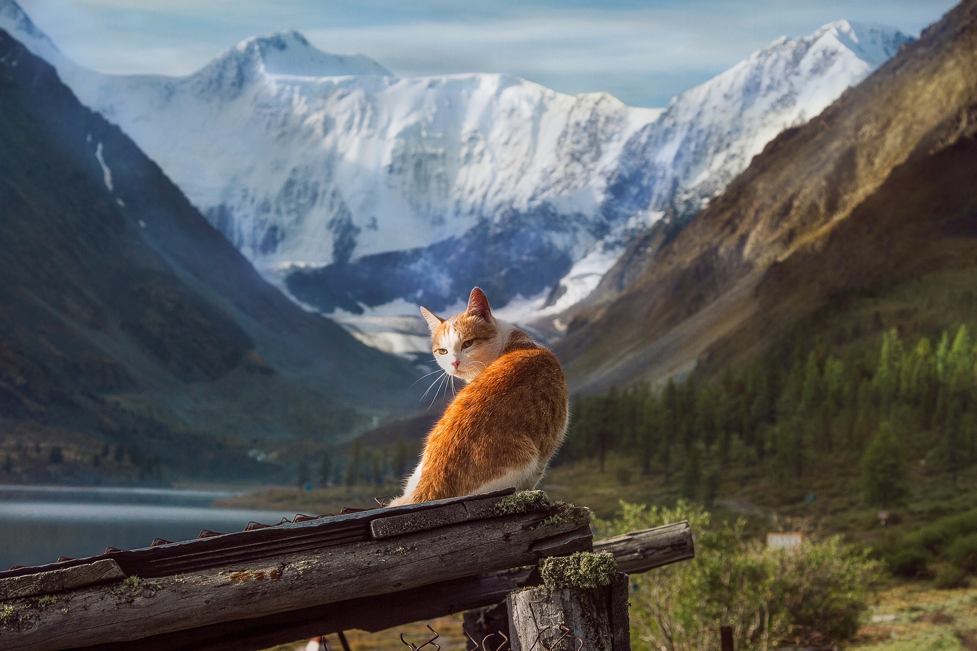 Рыжий кот на горе