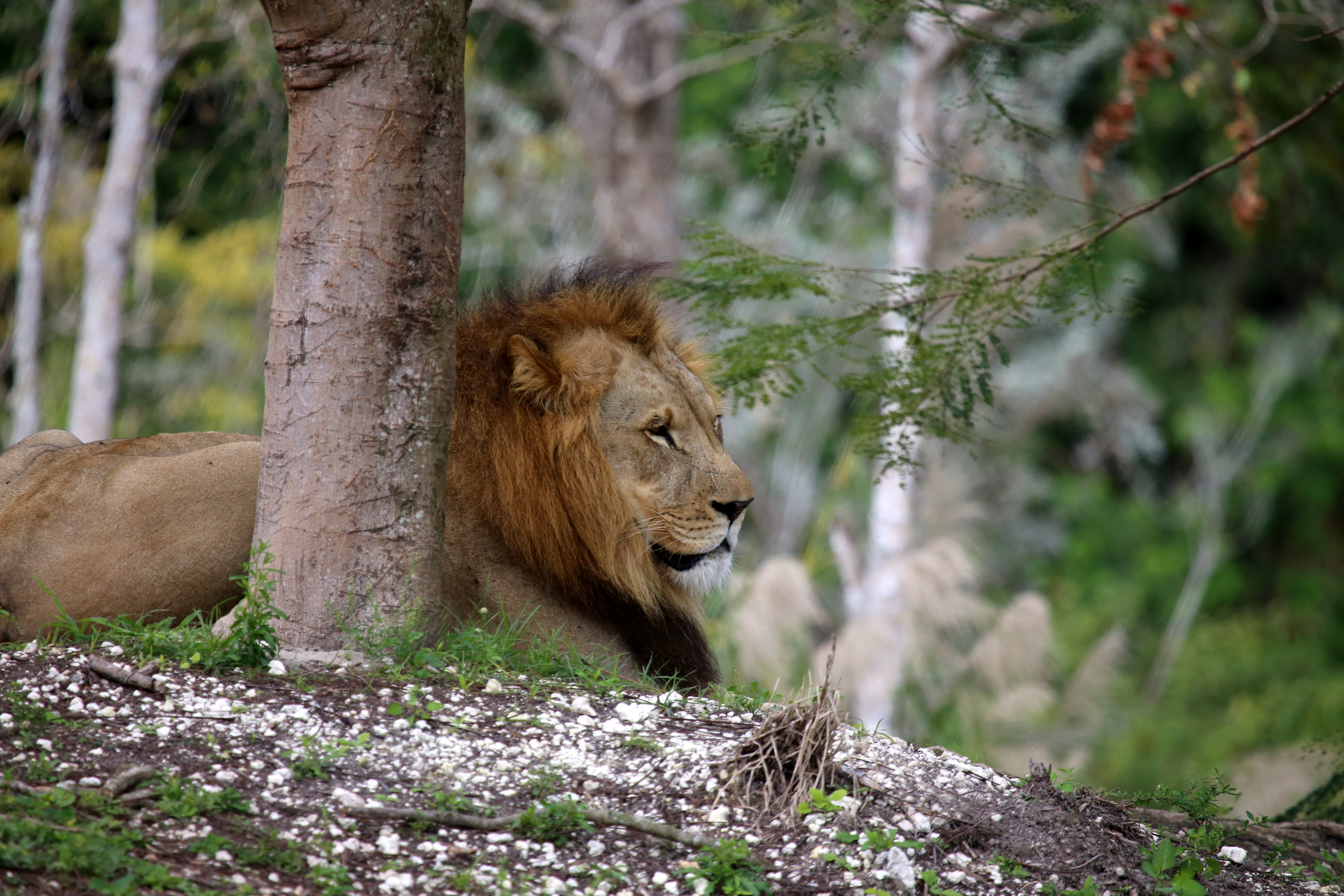 91073 descargar fondo de pantalla animales, madera, árbol, rama, un leon, león, gato grande: protectores de pantalla e imágenes gratis