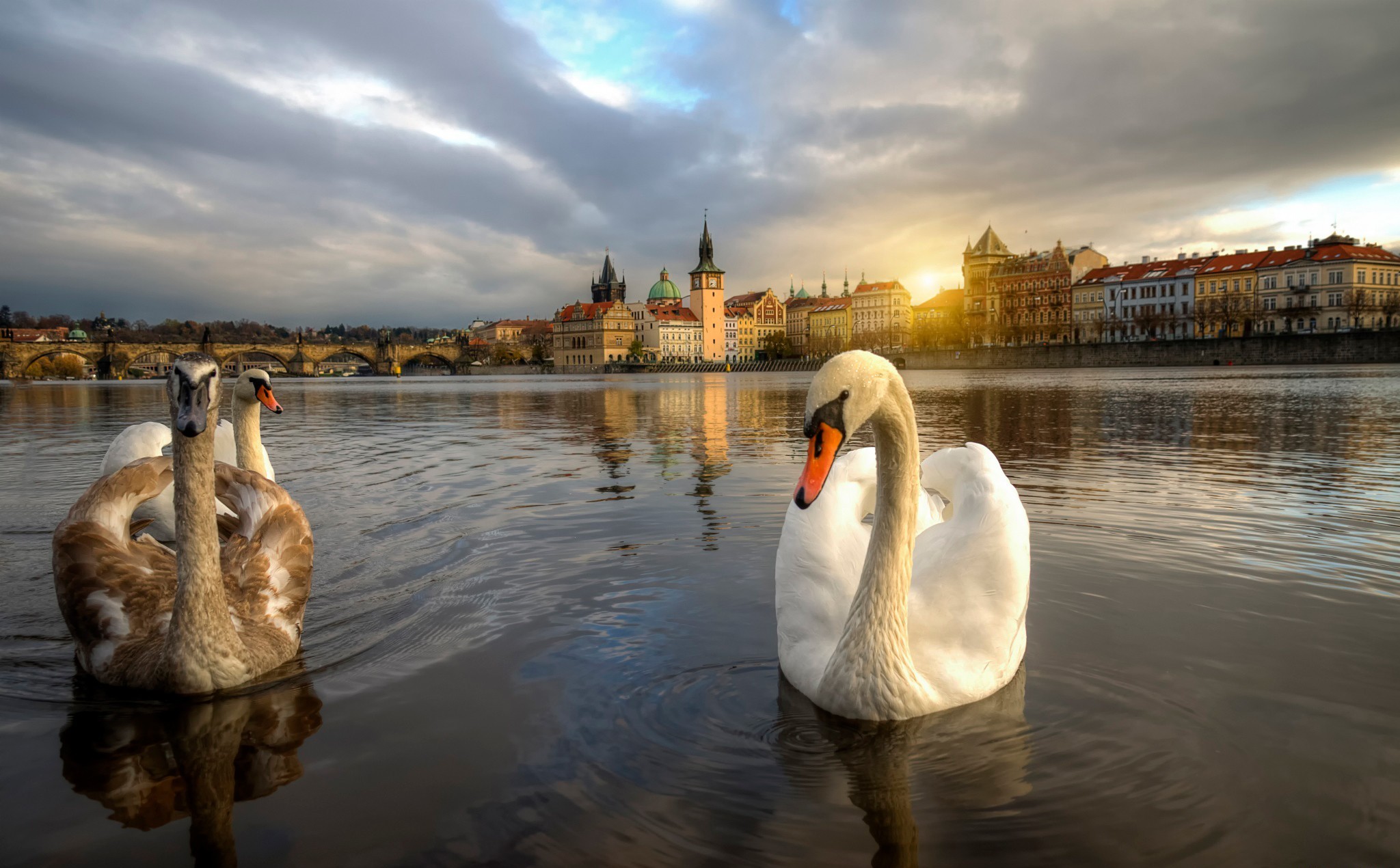 Download mobile wallpaper Prague, Swan, Birds, Animal, Sunset for free.