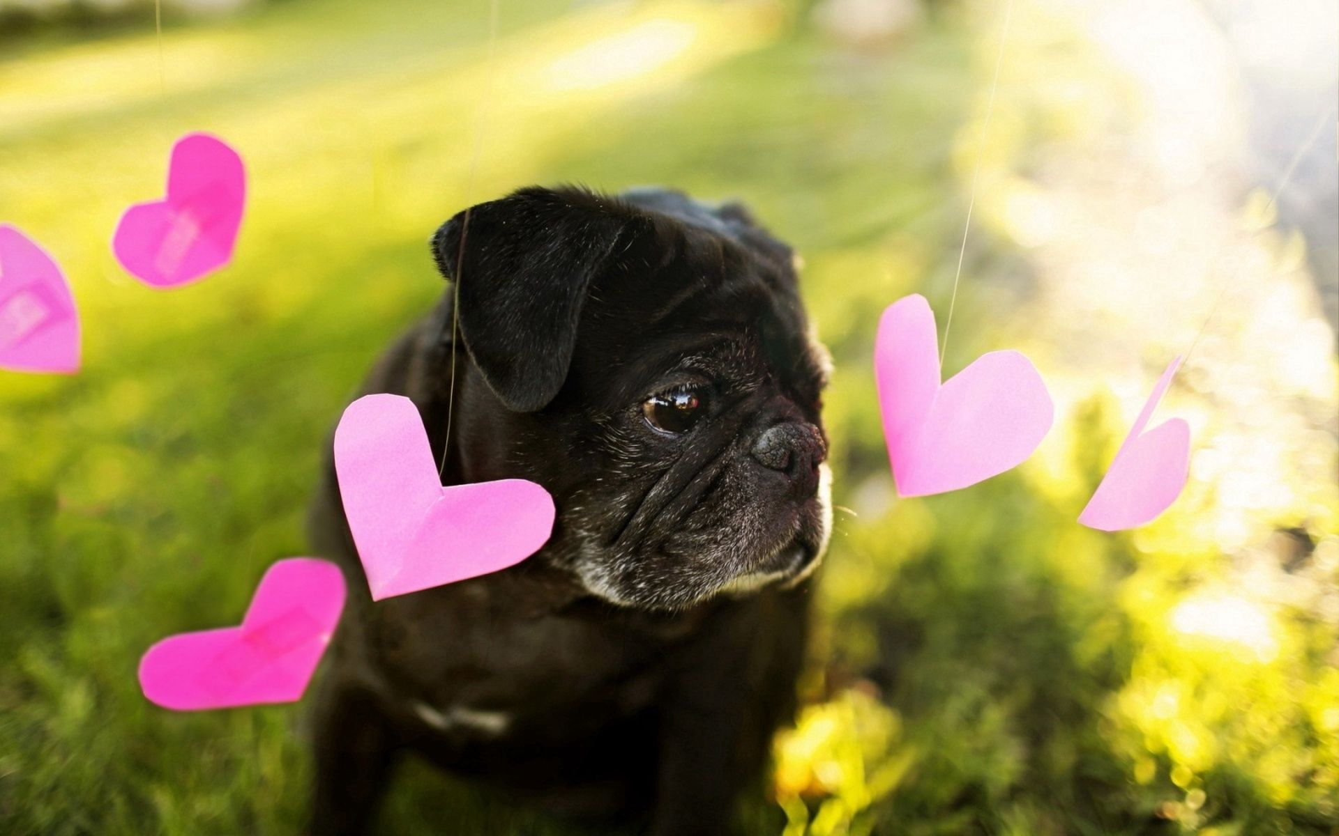 Download mobile wallpaper Dog, Heart, Animals, Background for free.