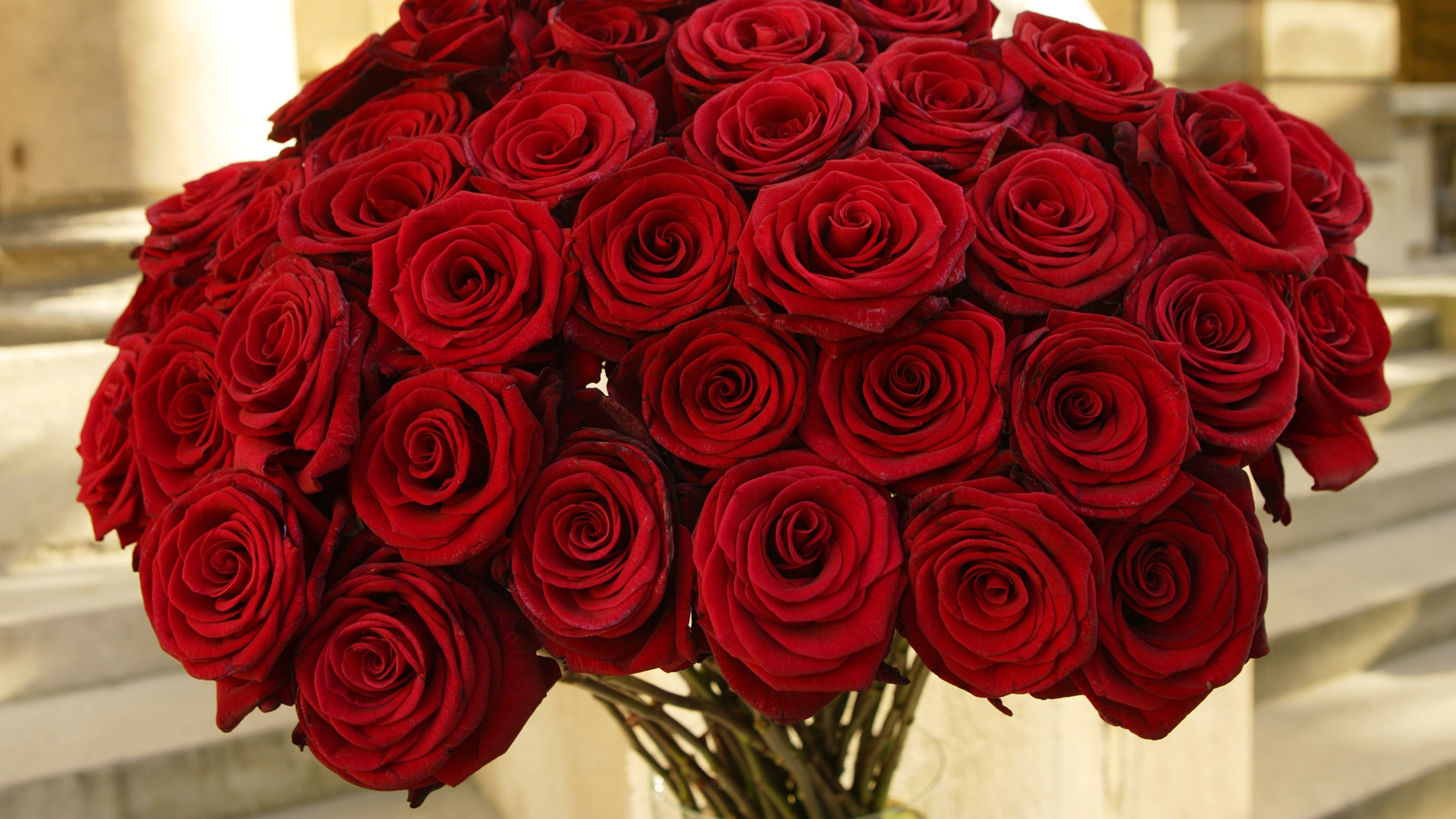 Download mobile wallpaper Red Rose, Flowers, Flower, Rose, Earth for free.