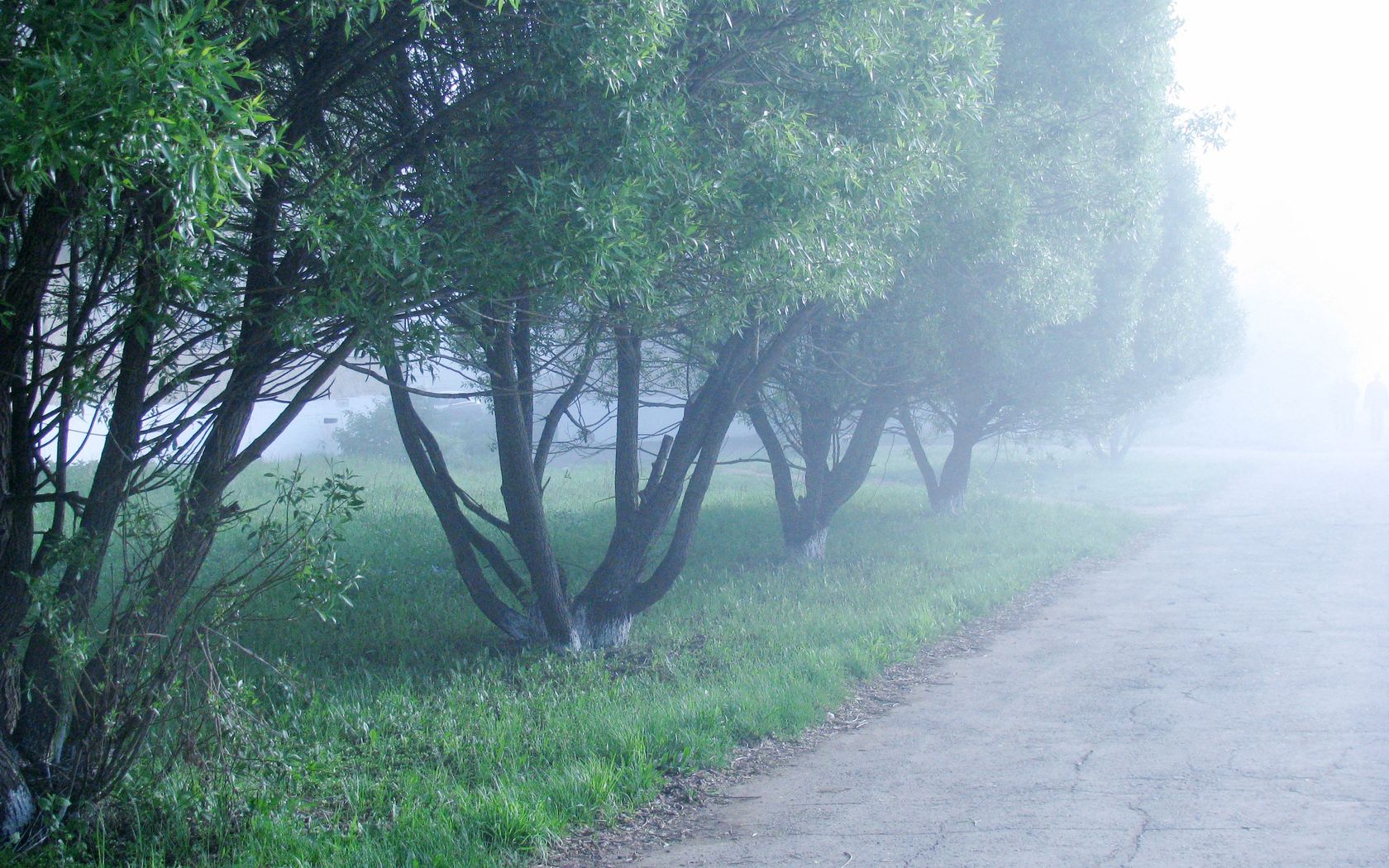 91765 Hintergrundbild herunterladen natur, bäume, nebel, morgen, cool, kühle - Bildschirmschoner und Bilder kostenlos