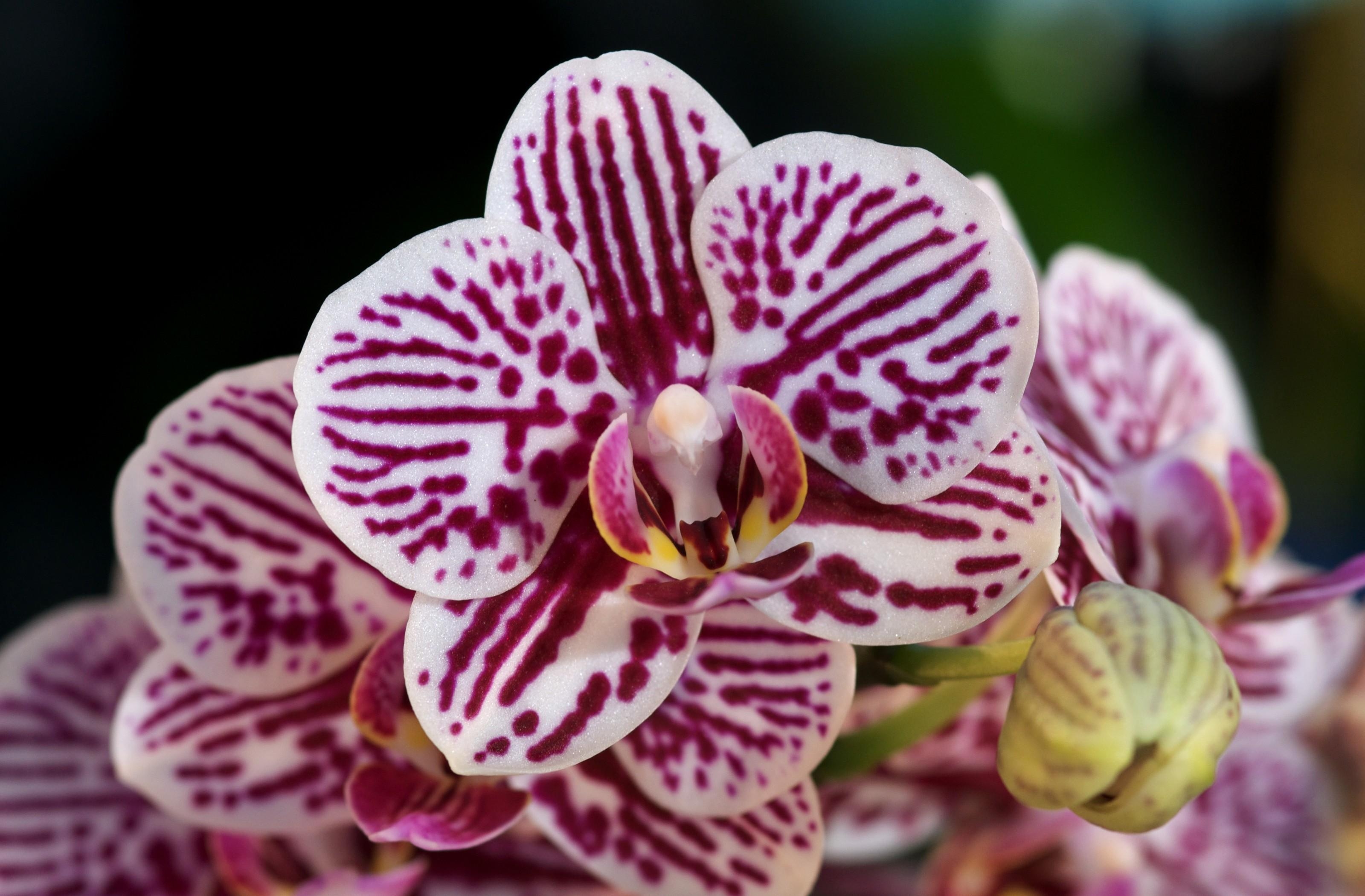 orchids, flowers, spotted, close up