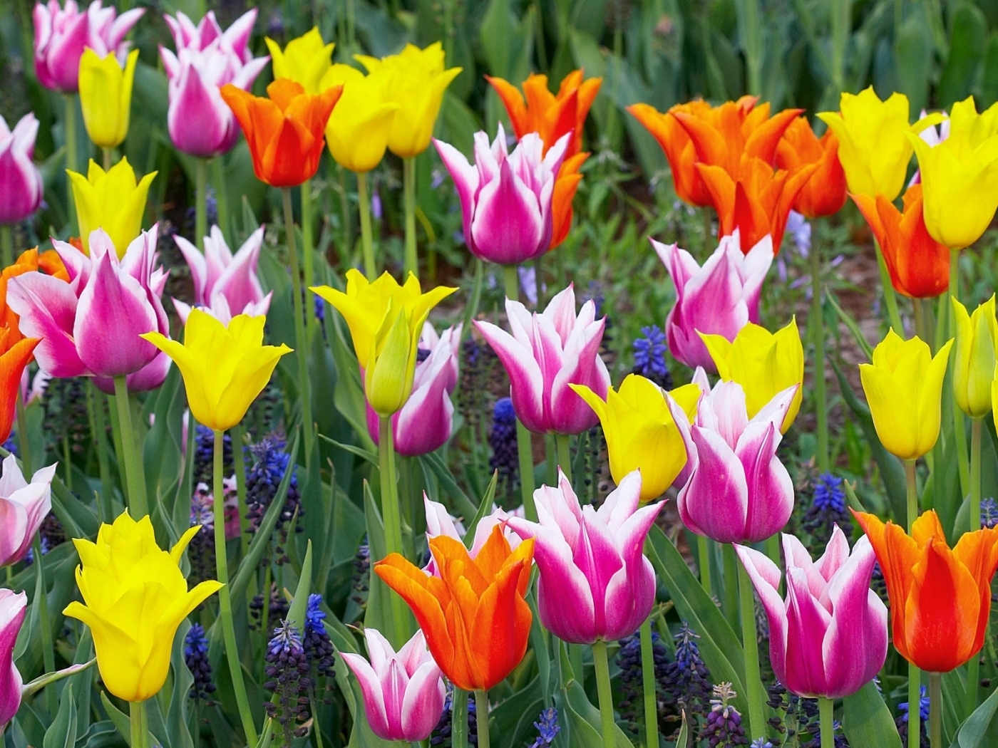 31504 Bildschirmschoner und Hintergrundbilder Tulpen auf Ihrem Telefon. Laden Sie  Bilder kostenlos herunter