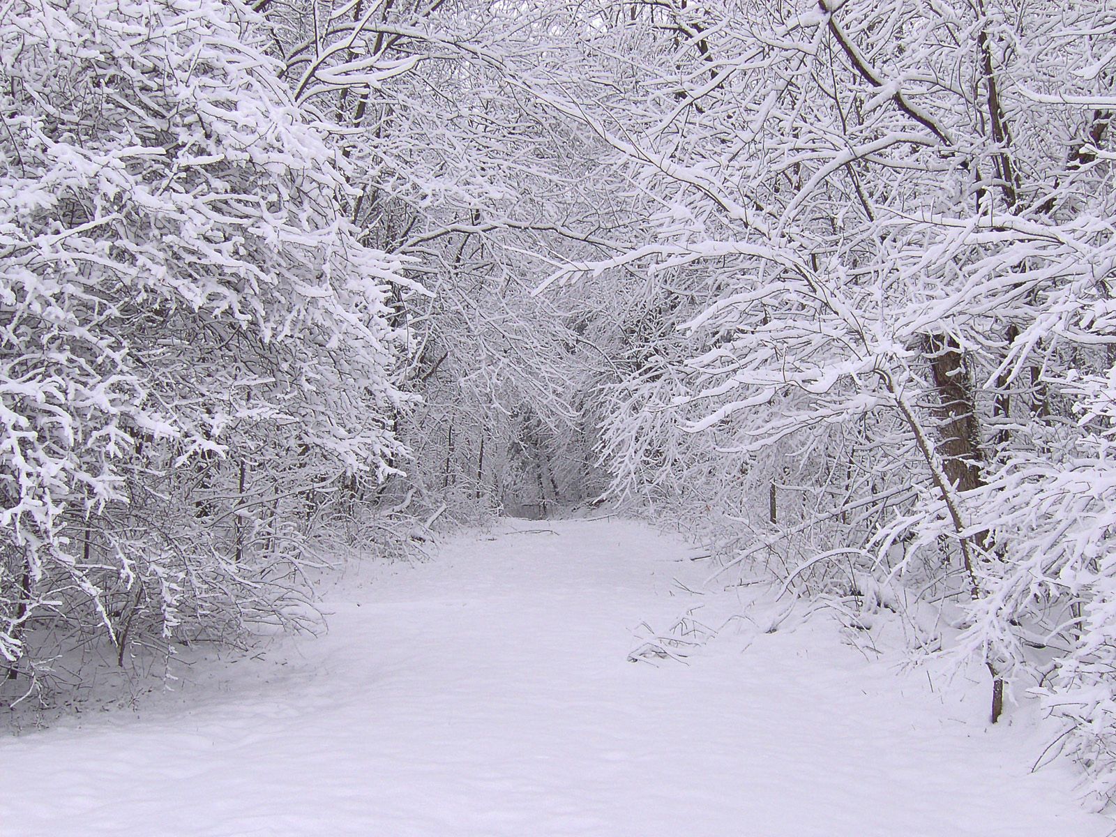 129388 скачать картинку снег, зима, природа, деревья, лес - обои и заставки бесплатно