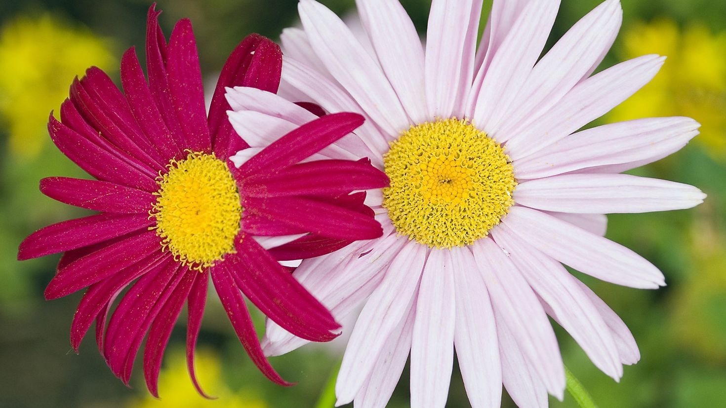 2 flowers. Мойчечак Гули. Ромашка. Ромашки разных цветов. Красная Ромашка.