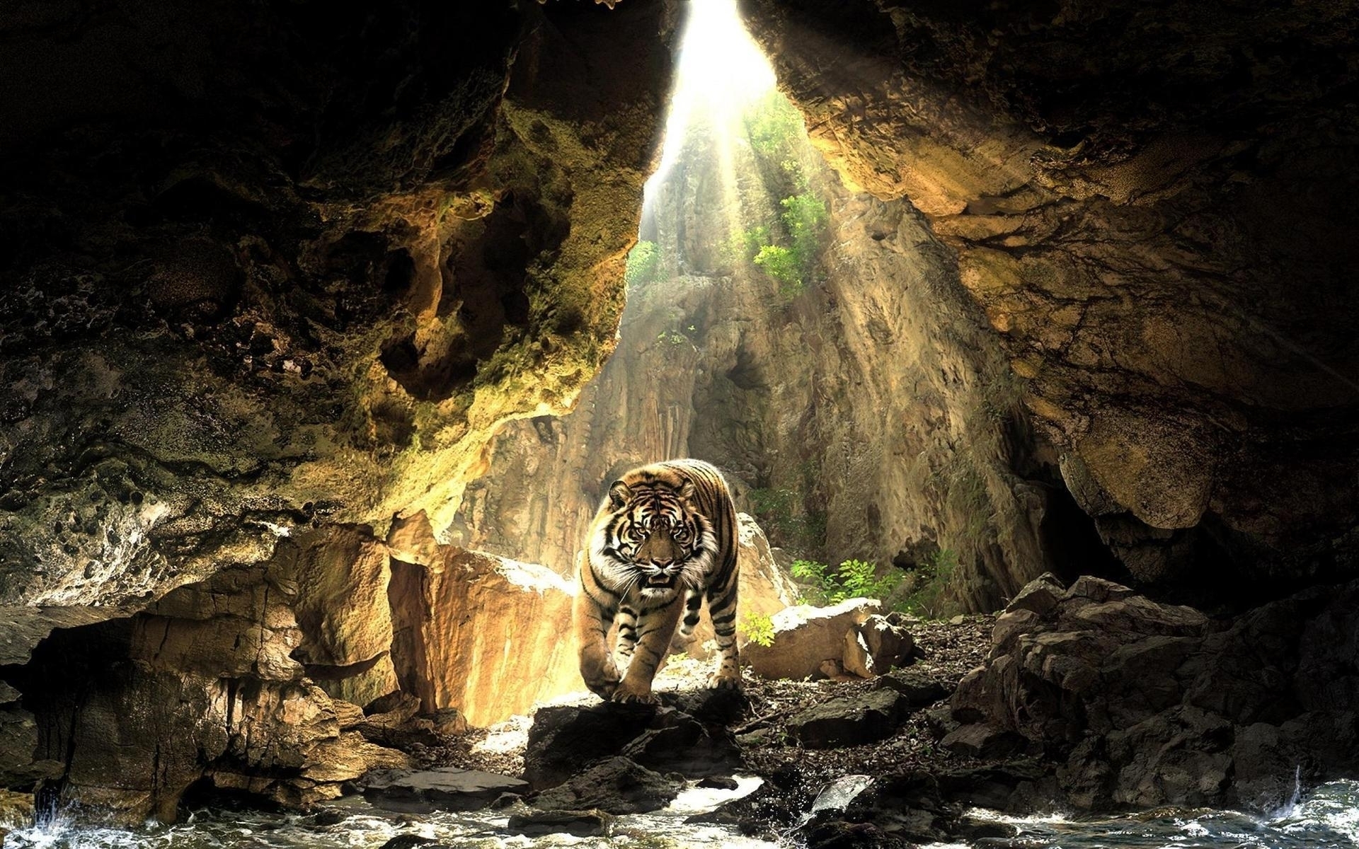 48663 Hintergrundbild herunterladen tigers, tiere, landschaft, natur, gelb - Bildschirmschoner und Bilder kostenlos