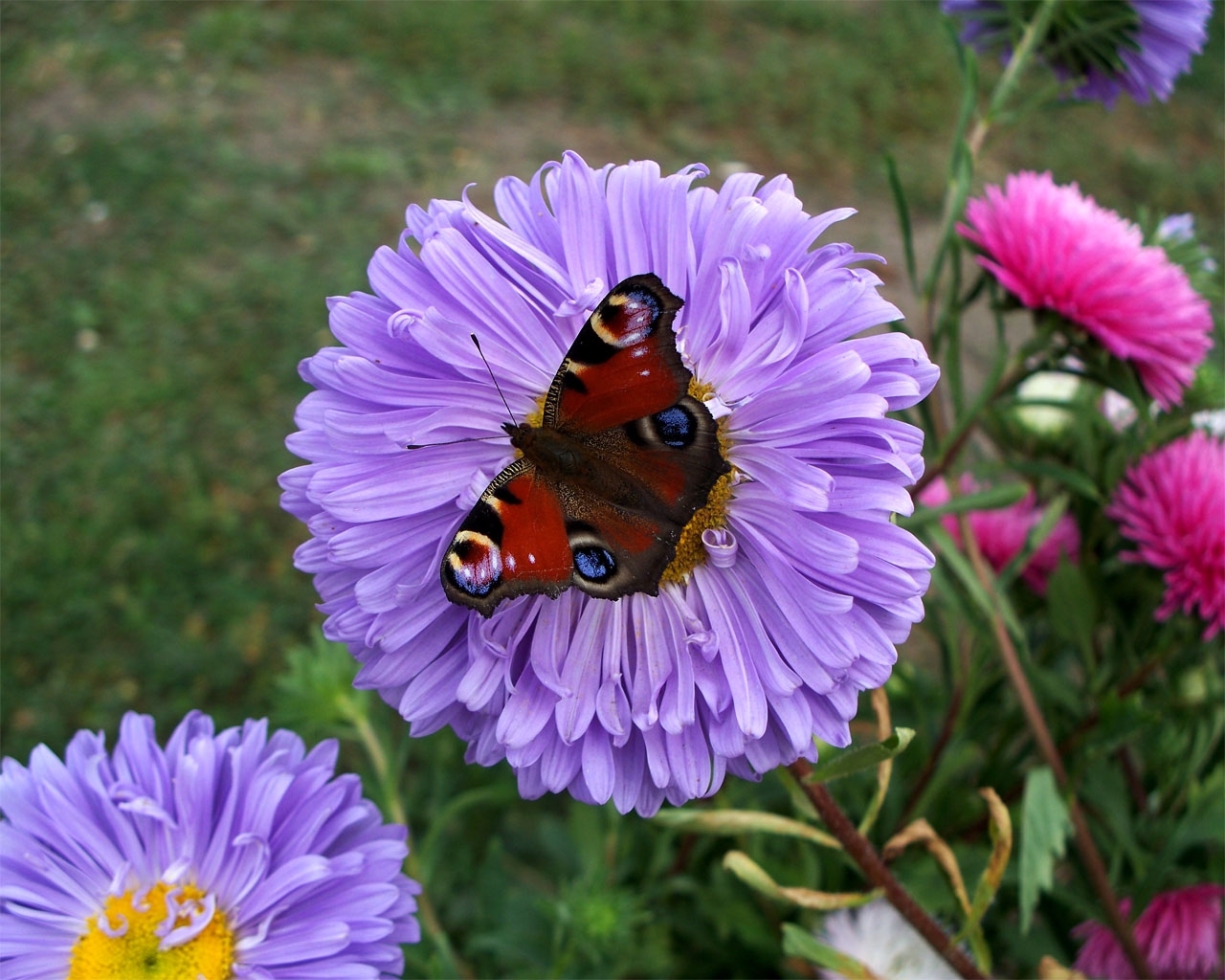 4503 завантажити шпалери рослини, метелики, квіти, комахи - заставки і картинки безкоштовно