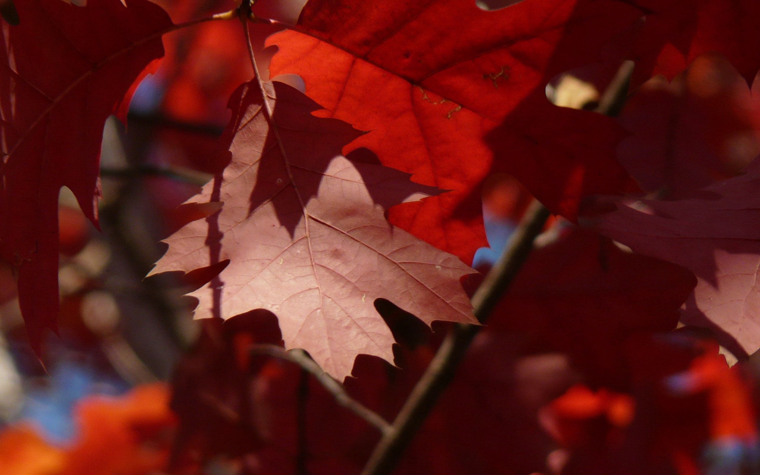 Desktop FHD autumn, leaves, macro, maple