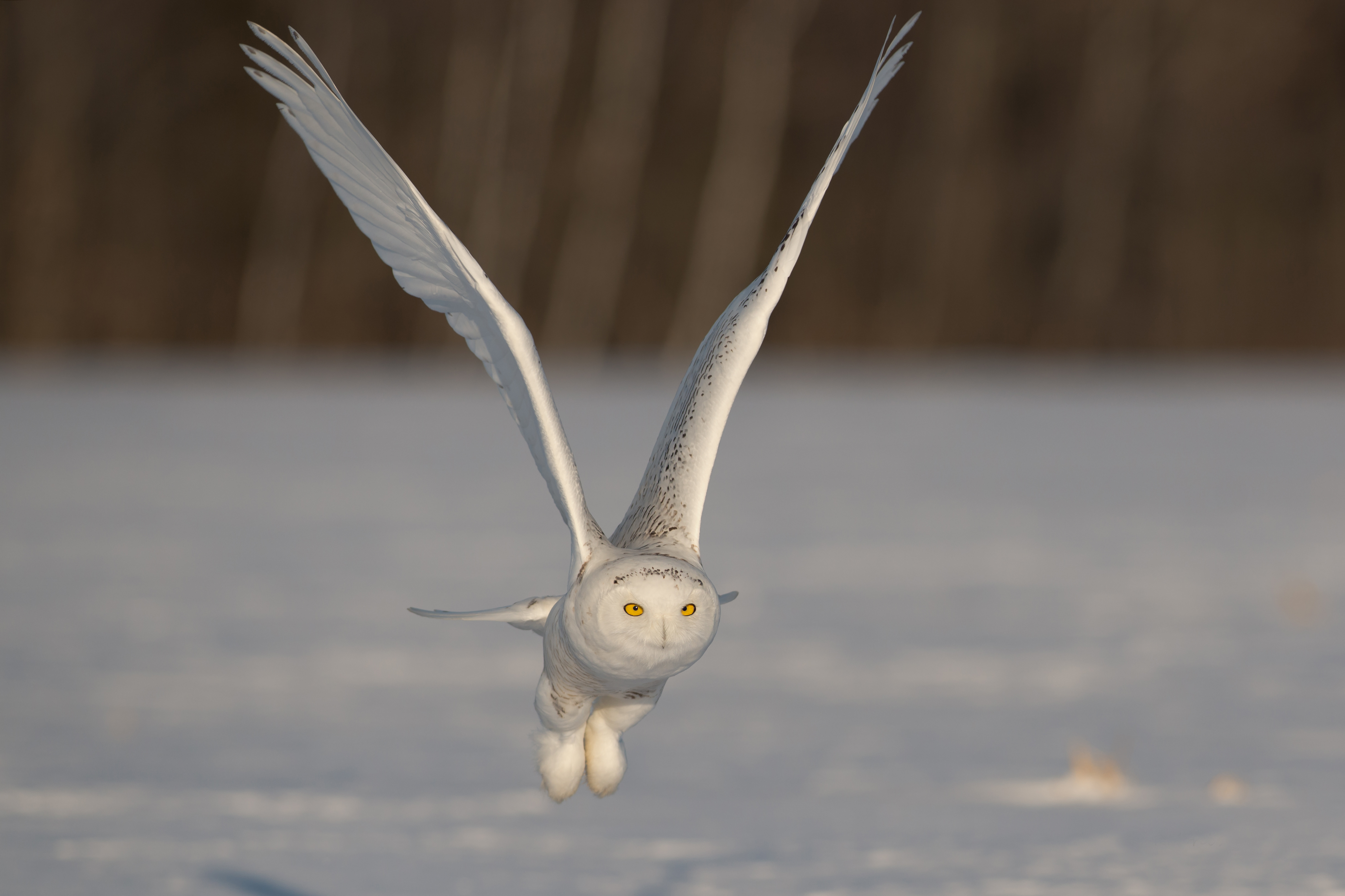 owl, flight, snowy owl, animal, bird, flying, birds