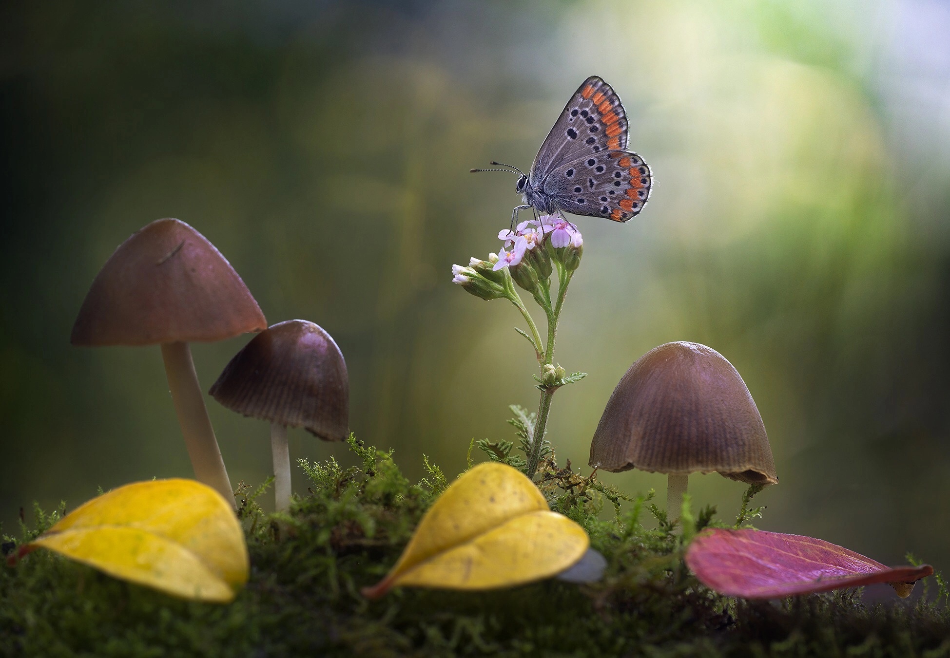 Download mobile wallpaper Macro, Insect, Butterfly, Animal, Mushroom for free.