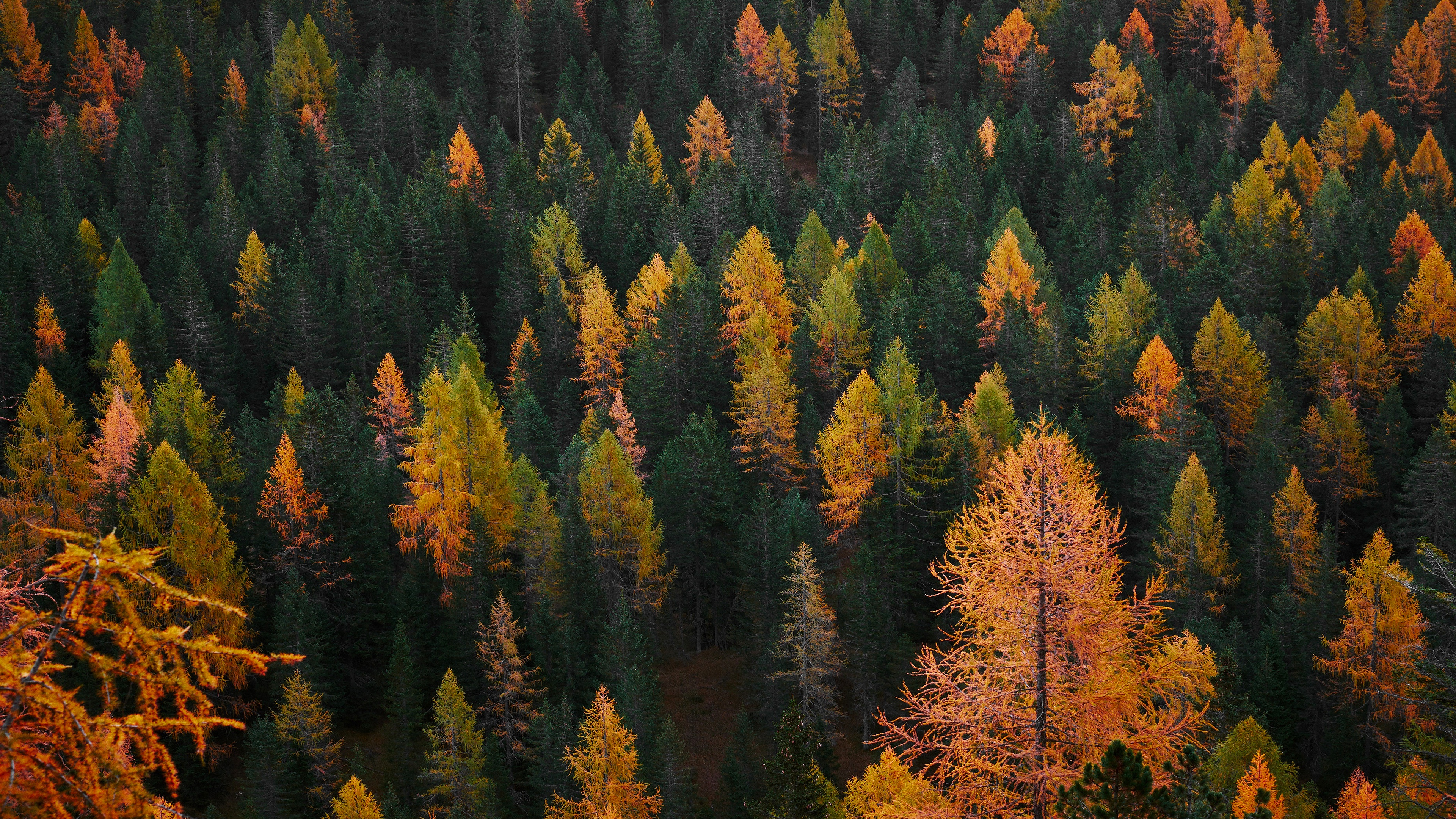 Осенний хвойный лес