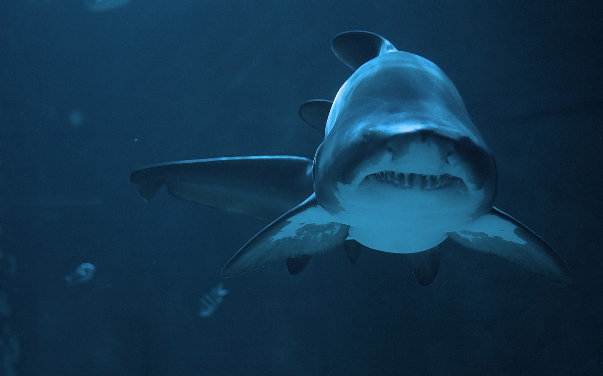 Full HD Wallpaper sharks, animal, shark
