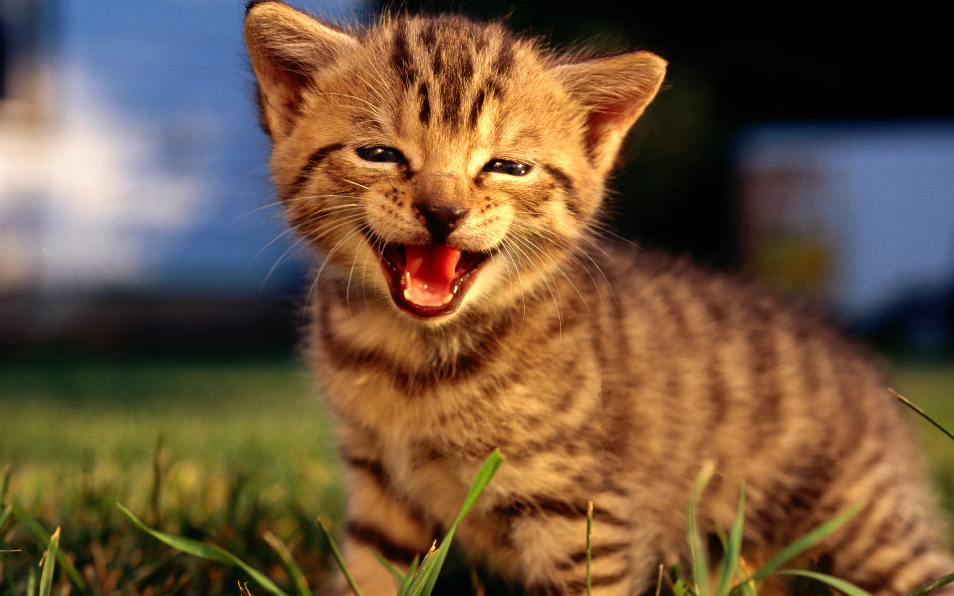 кошки фото красивые и смешные картинки
