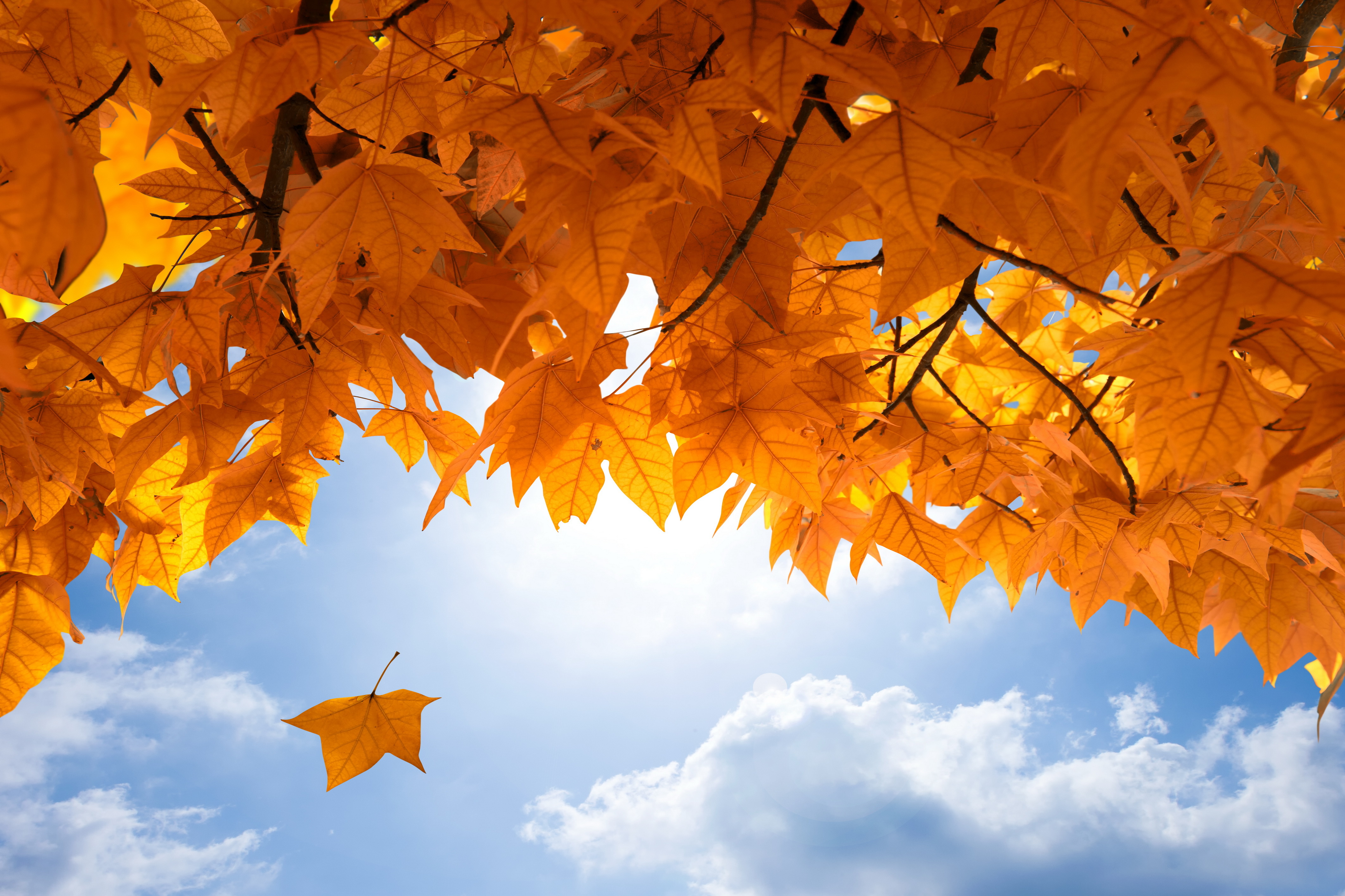 earth, fall, leaf, maple leaf