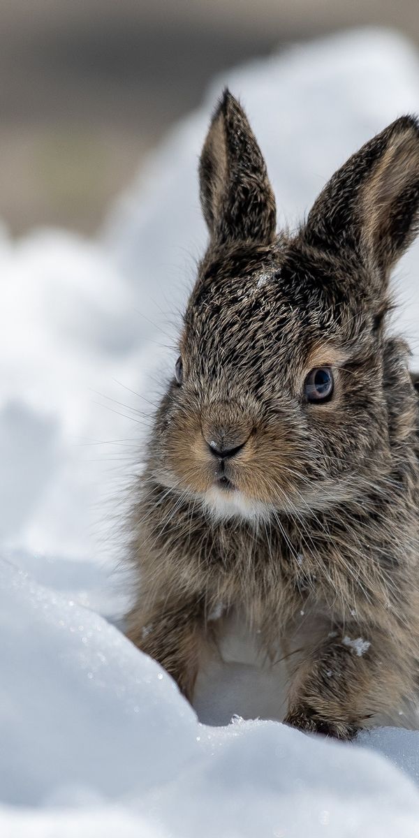 Зайка снегом. Животные зимой. Зимний заяц. Заяц зимой. Кролик в снегу.