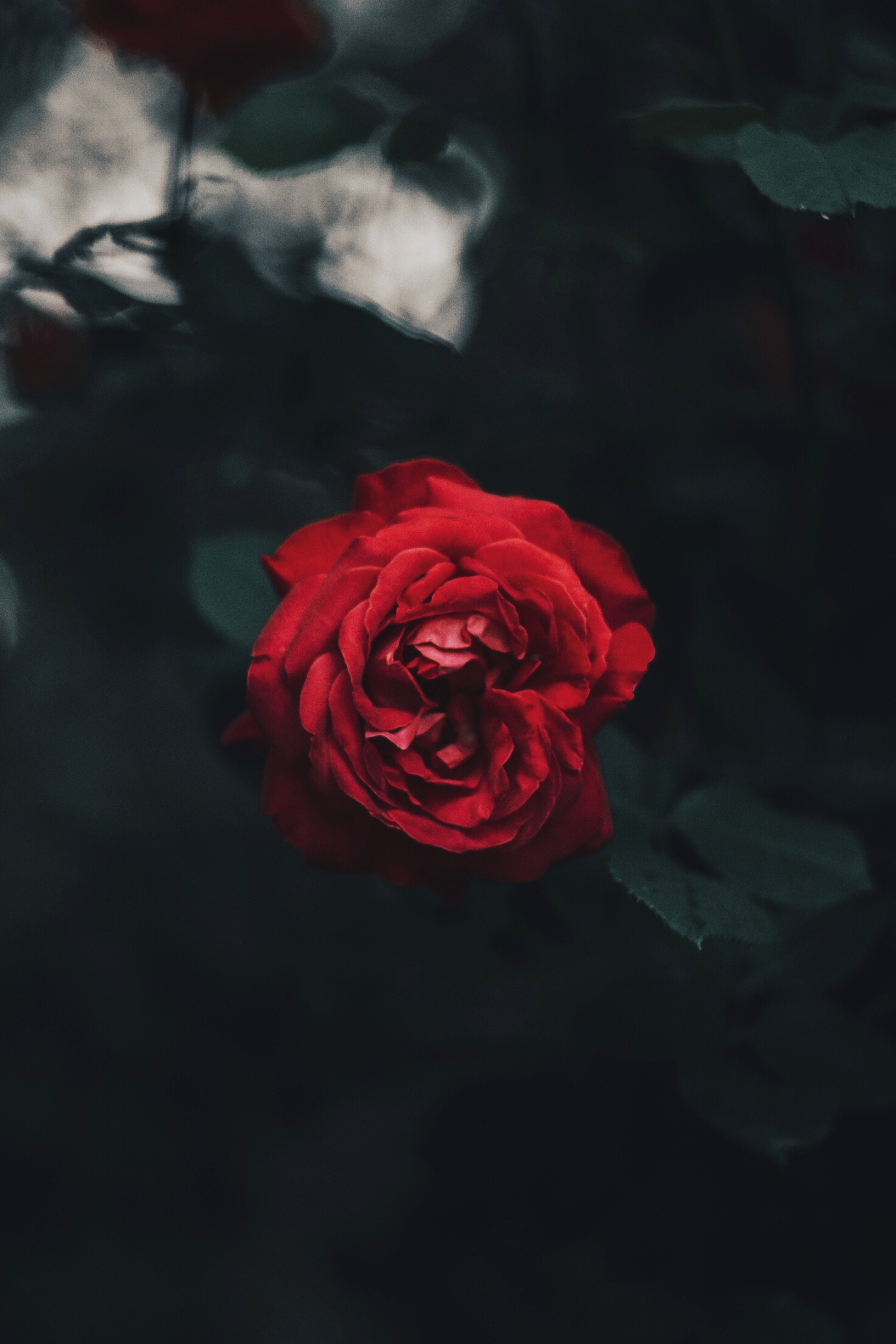 85654 скачать картинку размытость, цветы, роза, бутон, красный, темный, садовый - обои и заставки бесплатно