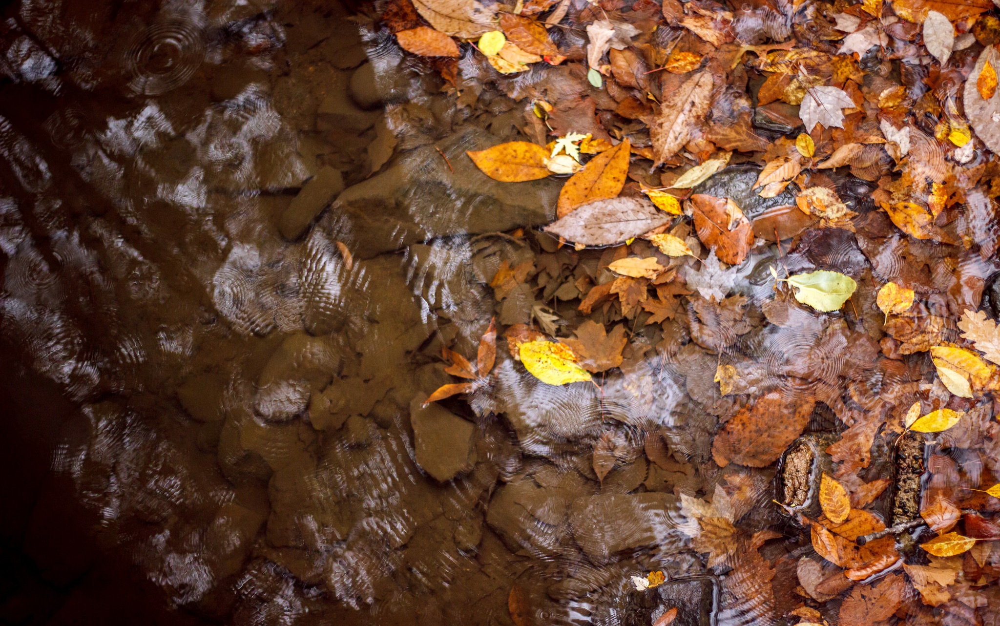 Падающие листья в воду. Осенние листья на воде. Листья под водой. Осенние листья под водой. Лист под водой в осеннем лесу.