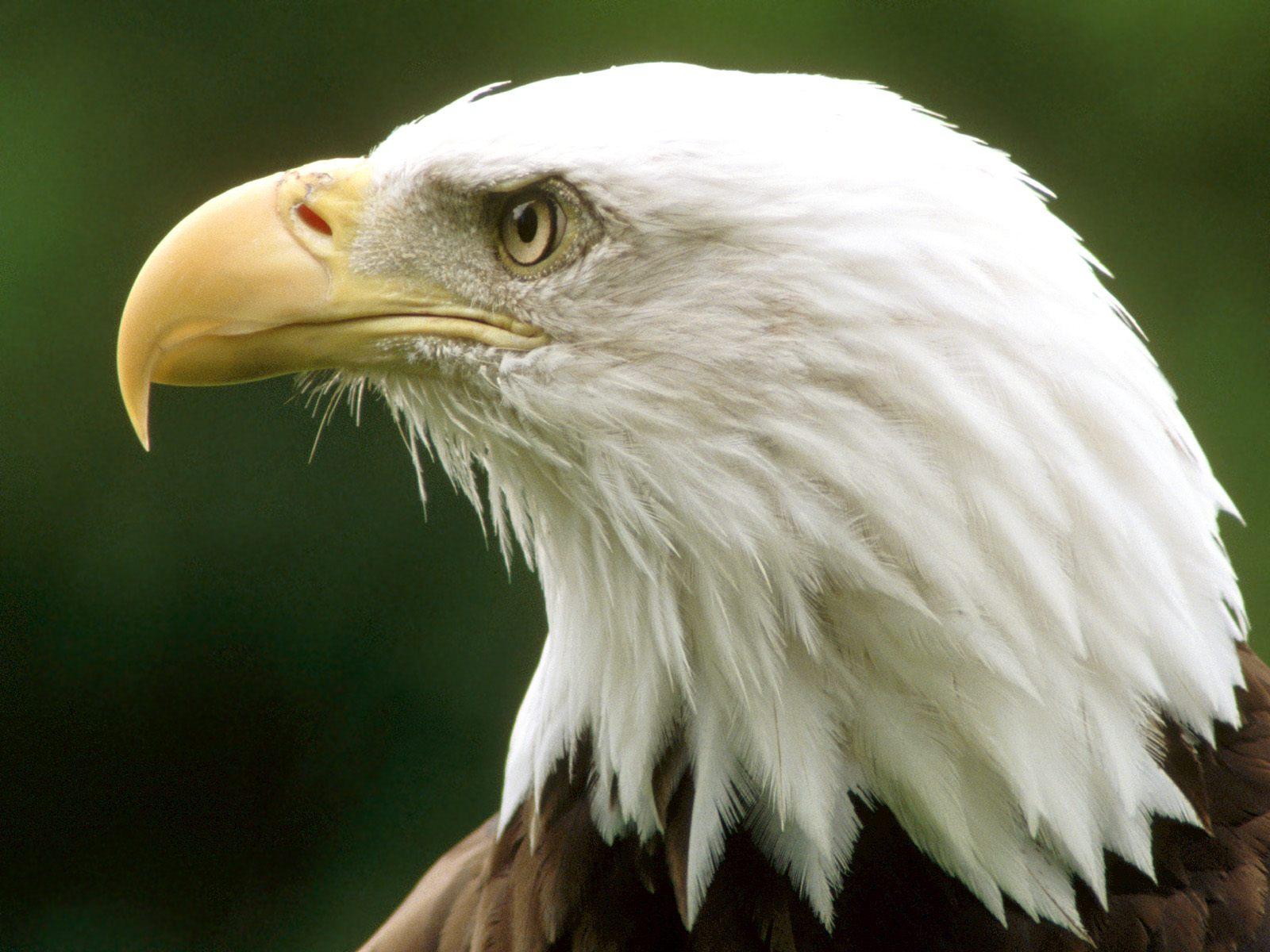 Download mobile wallpaper Bald Eagle, Eagle, Birds, Animal for free.