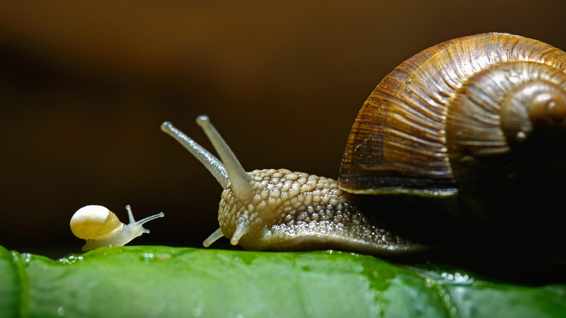 Улитка Helix pomatia