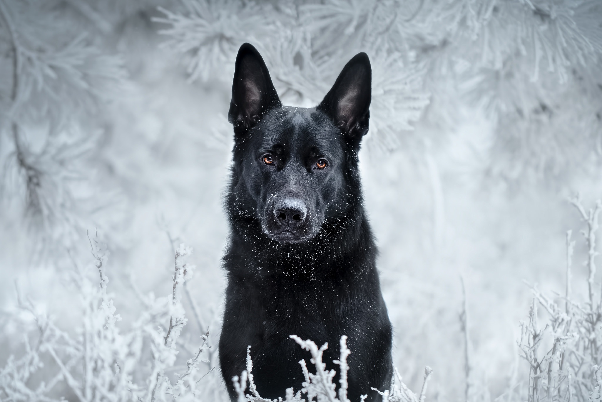 Free download wallpaper Winter, Dogs, Dog, Muzzle, Animal, German Shepherd, Stare on your PC desktop