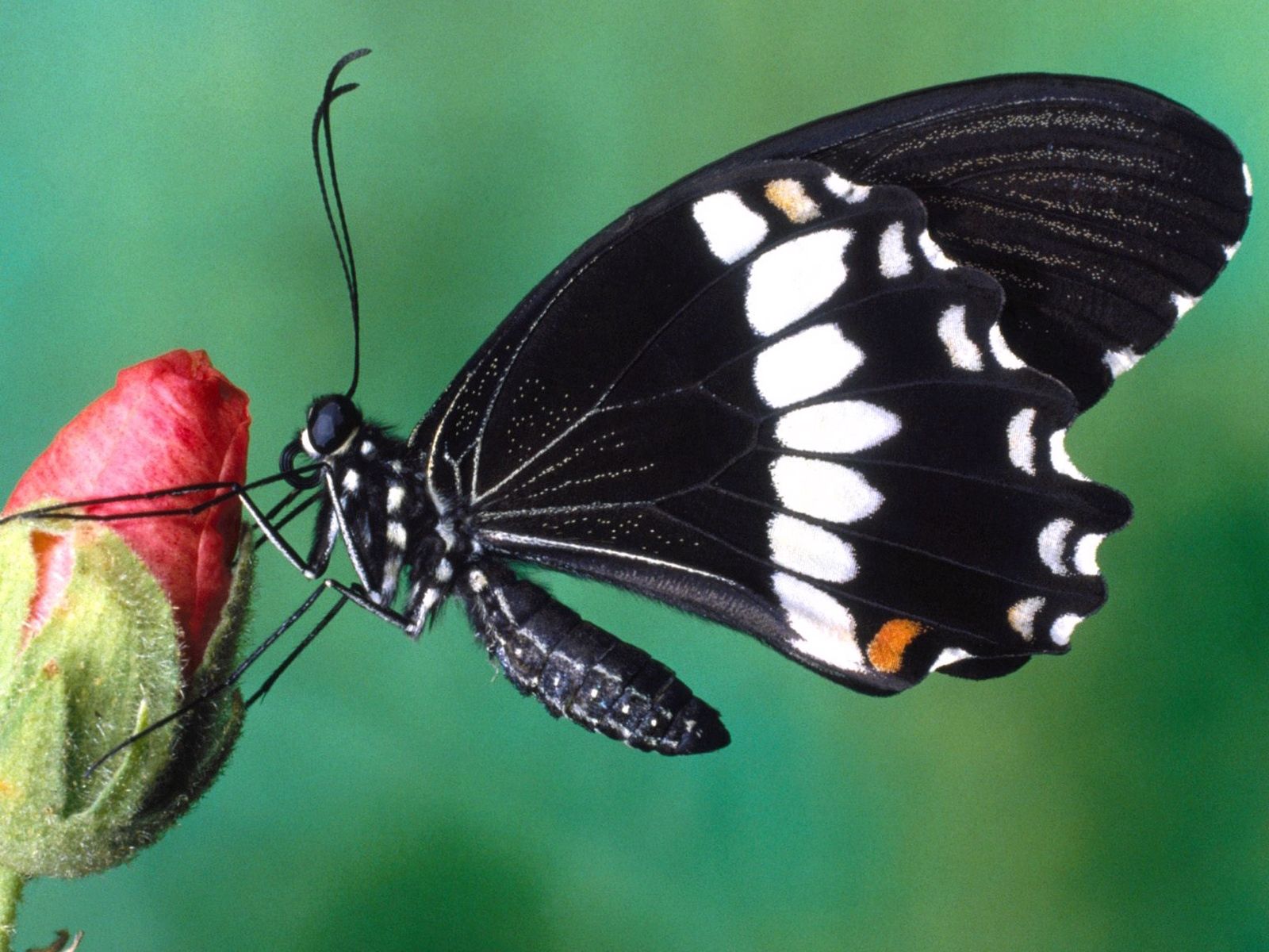 150174壁紙のダウンロード蝶, 花, 大きい, マクロ, 色, 汚れ, ぼつぼつ, バタフライ, 翼-スクリーンセーバーと写真を無料で