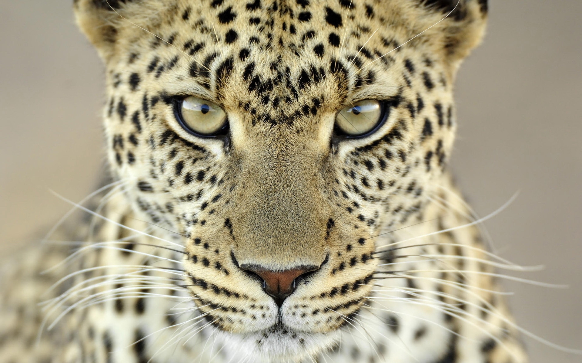HD wallpaper leopards, animals, yellow